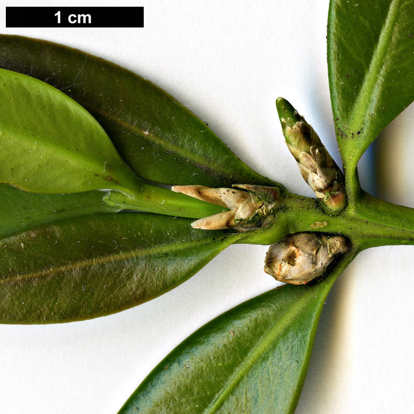 High resolution image: Family: Buxaceae - Genus: Buxus - Taxon: balearica