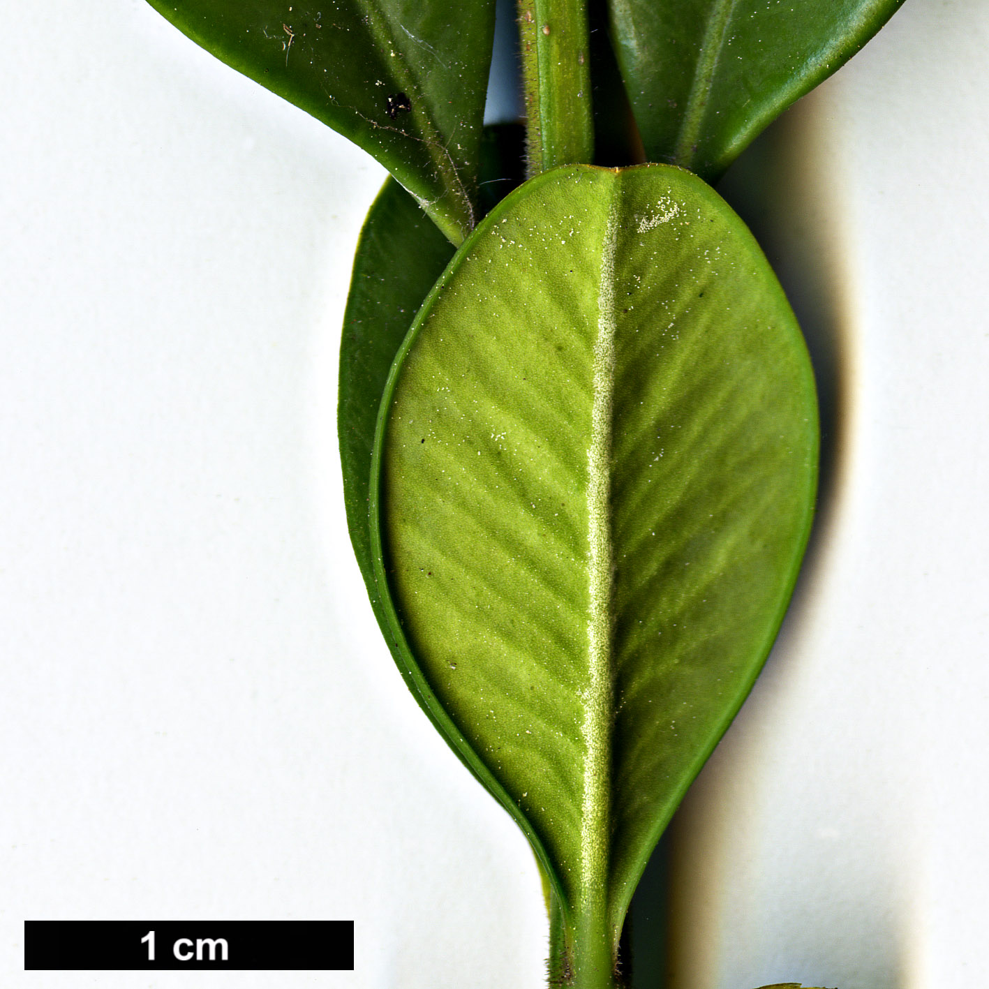 High resolution image: Family: Buxaceae - Genus: Buxus - Taxon: colhica