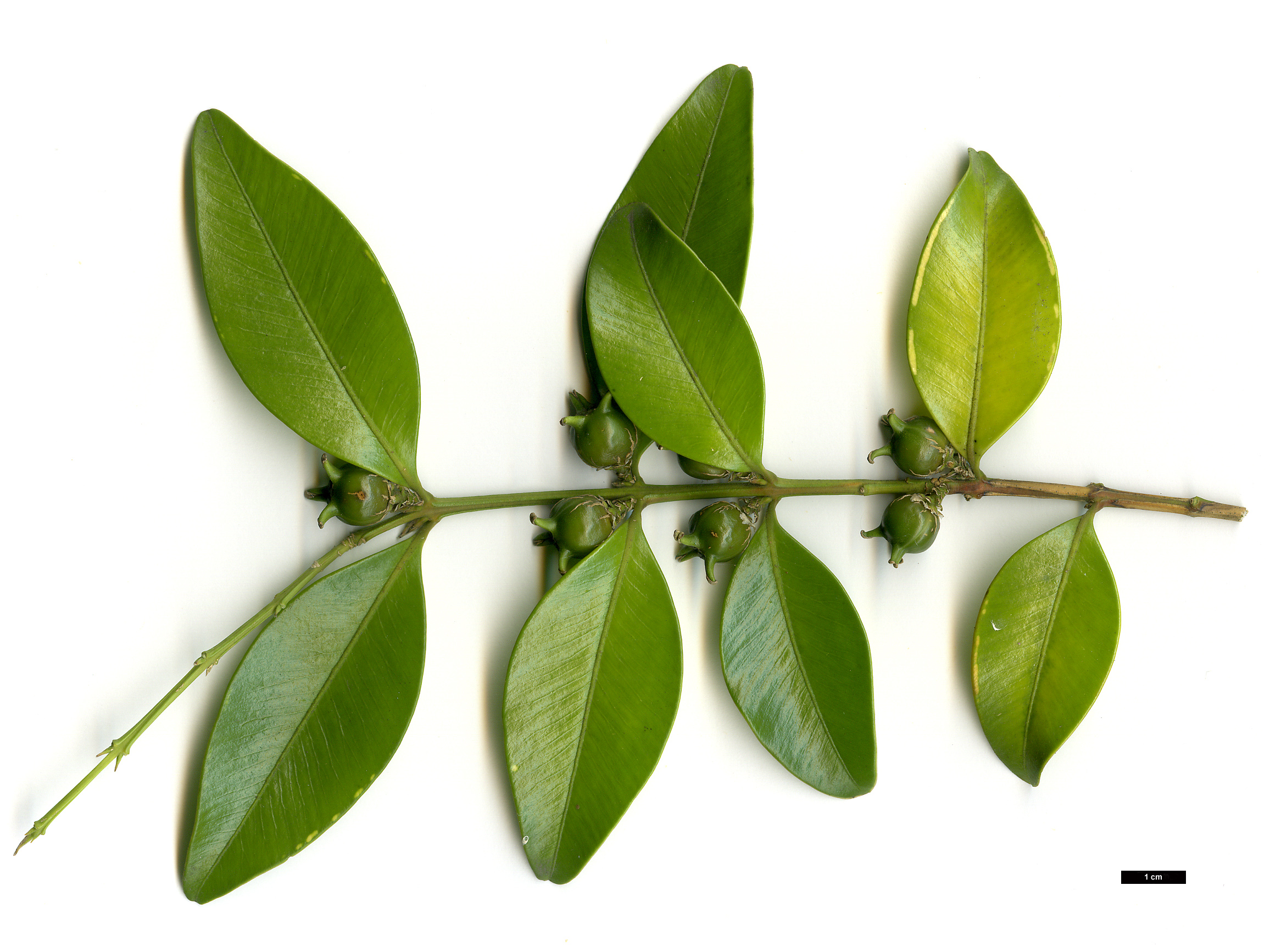 High resolution image: Family: Buxaceae - Genus: Buxus - Taxon: henryi