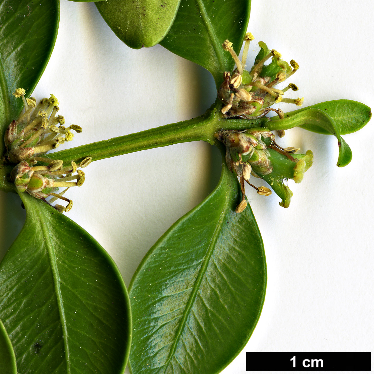 High resolution image: Family: Buxaceae - Genus: Buxus - Taxon: sinica