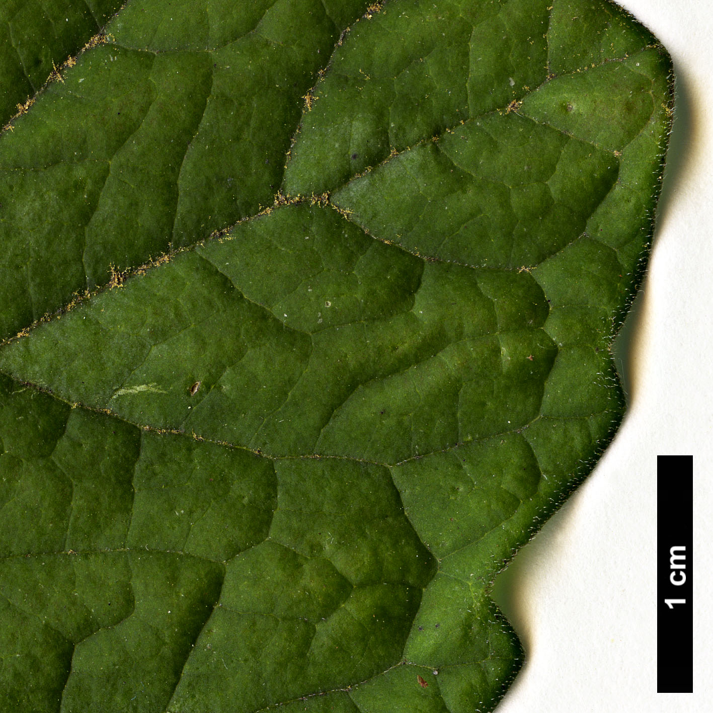 High resolution image: Family: Buxaceae - Genus: Pachysandra - Taxon: procumbens