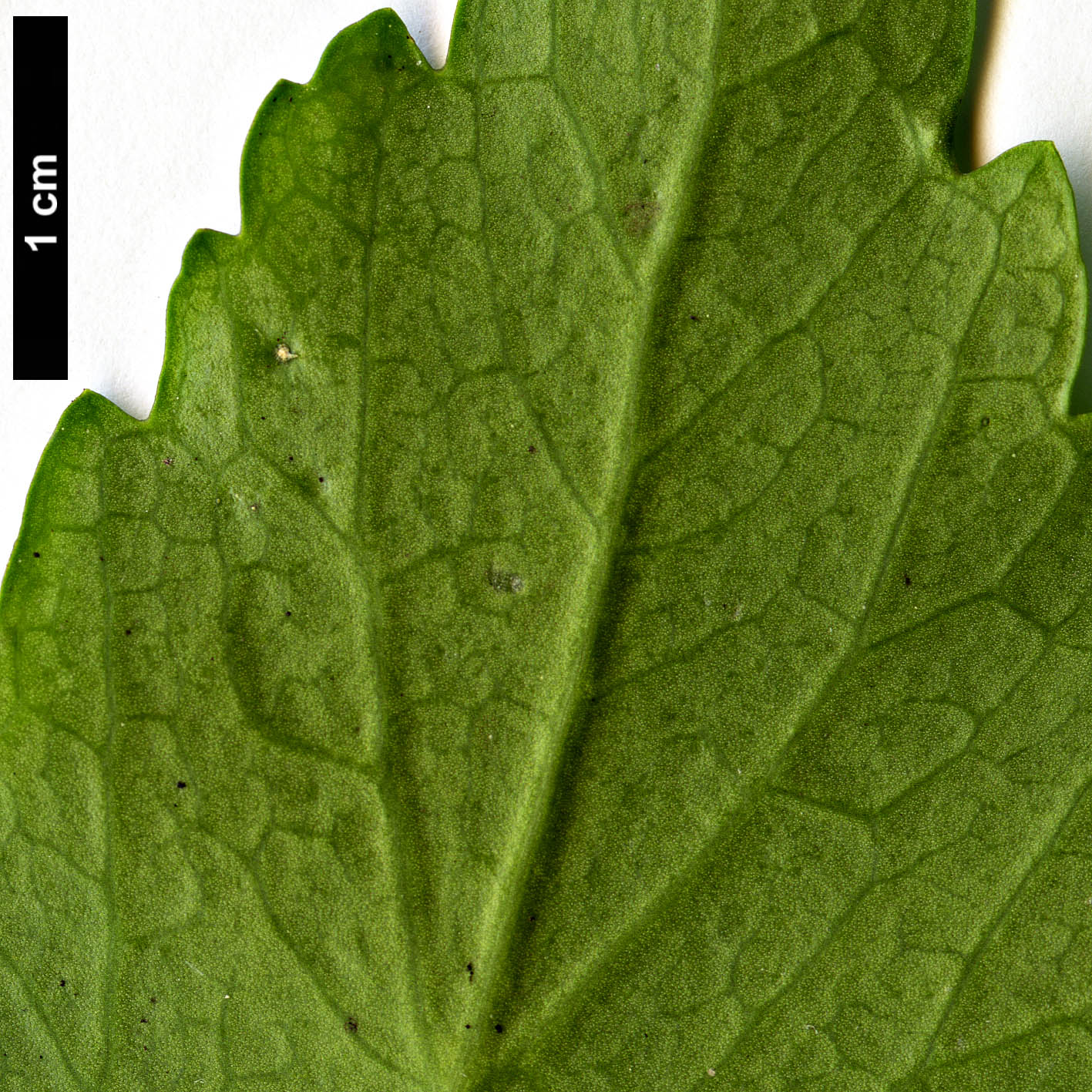 High resolution image: Family: Buxaceae - Genus: Pachysandra - Taxon: terminalis