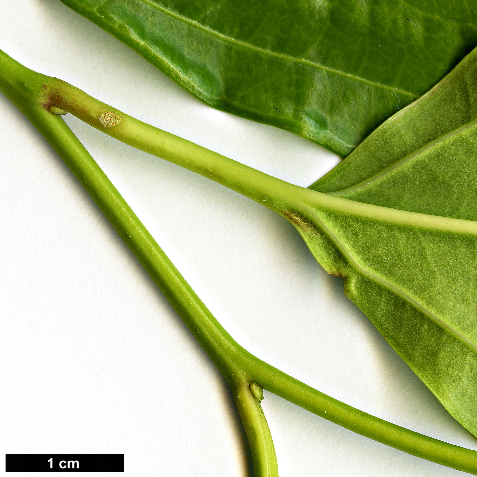 High resolution image: Family: Buxaceae - Genus: Sarcococca - Taxon: coriacea