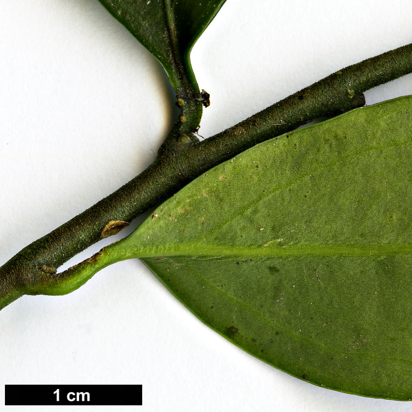 High resolution image: Family: Buxaceae - Genus: Sarcococca - Taxon: ruscifolia