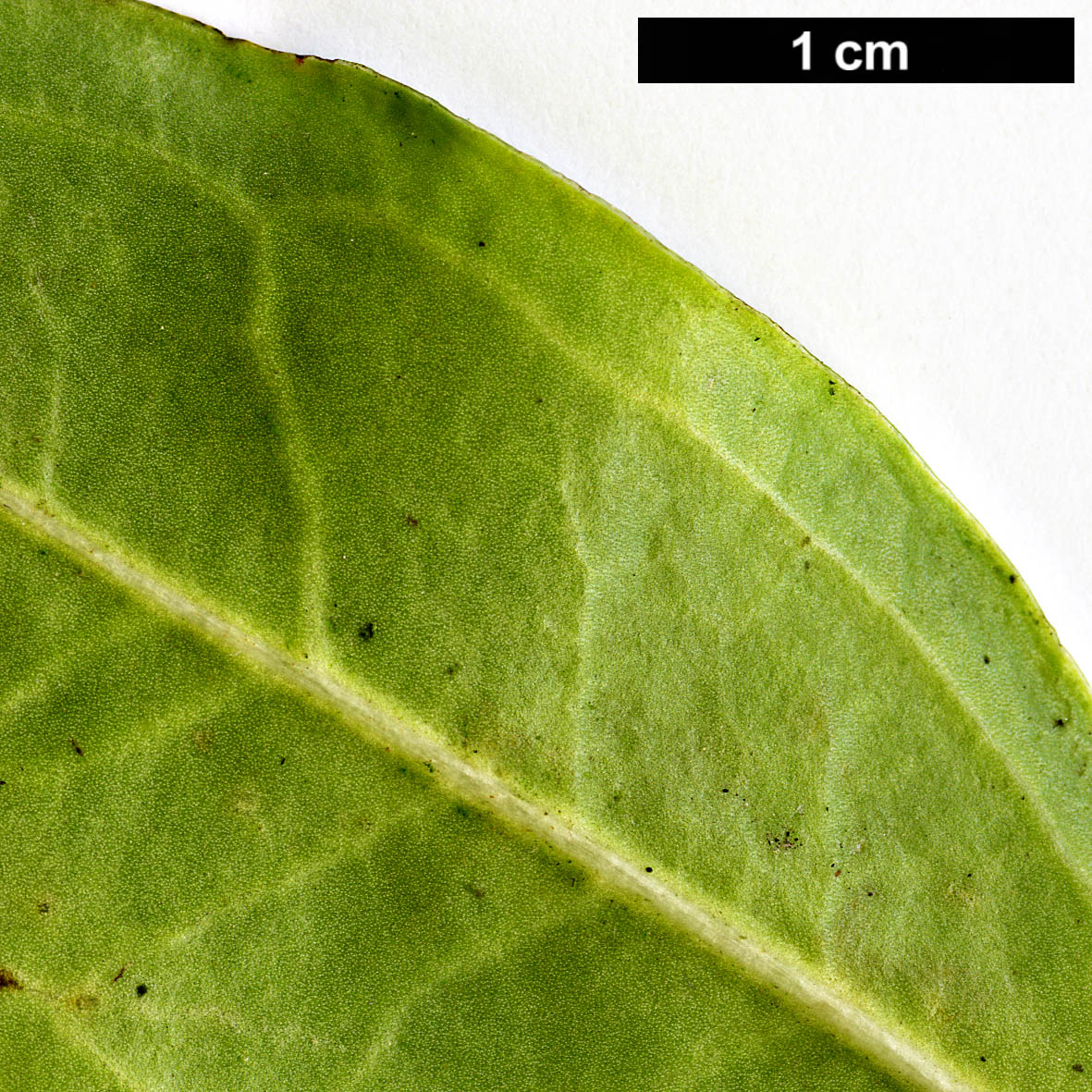 High resolution image: Family: Buxaceae - Genus: Sarcococca - Taxon: wallichii