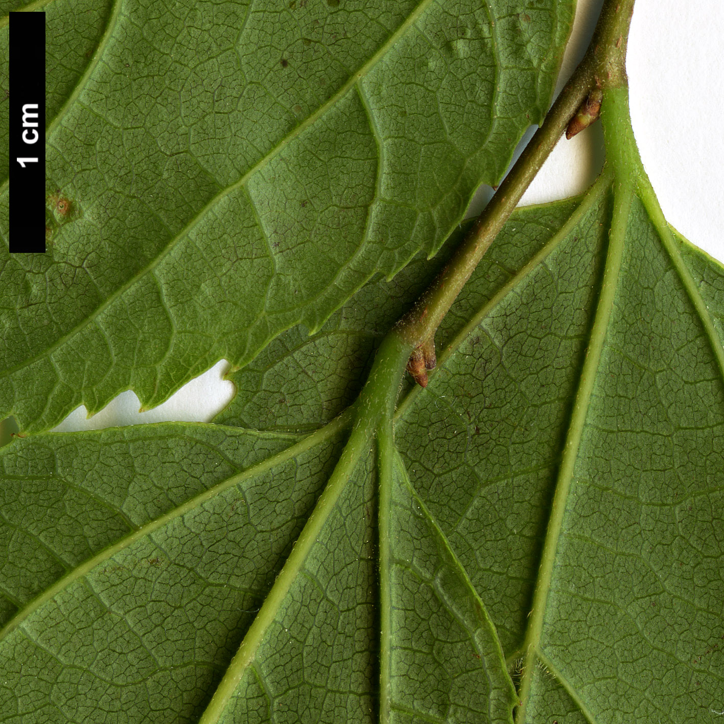 High resolution image: Family: Cannabaceae - Genus: Celtis - Taxon: jessoensis