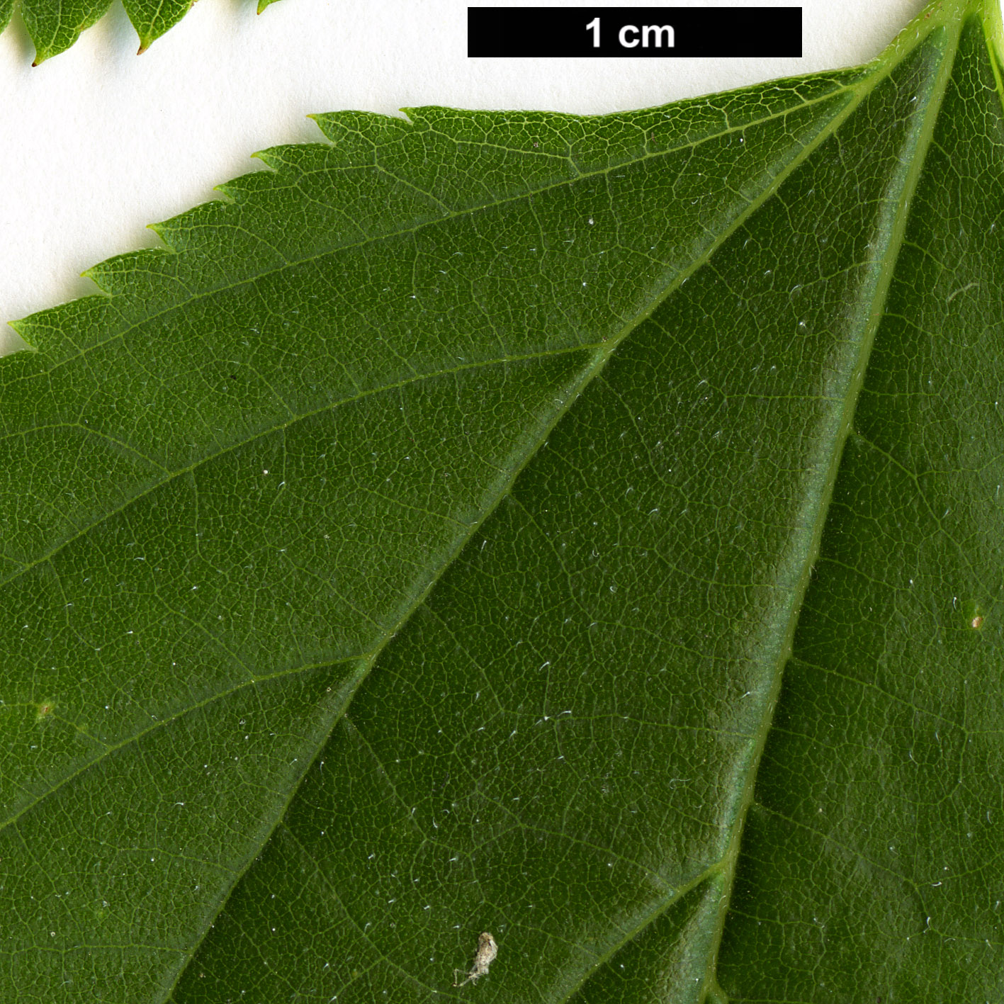 High resolution image: Family: Cannabaceae - Genus: Pteroceltis - Taxon: tatarinowii