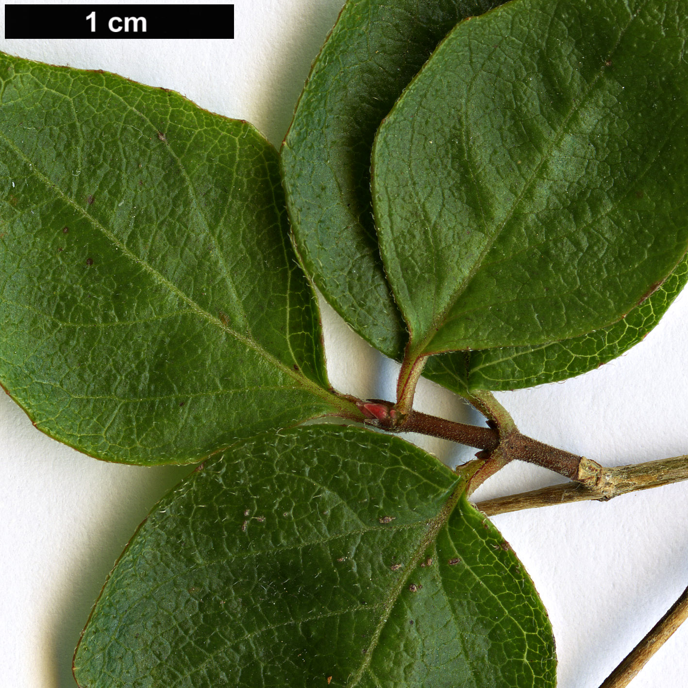 High resolution image: Family: Caprifoliaceae - Genus: Diabelia - Taxon: serrata