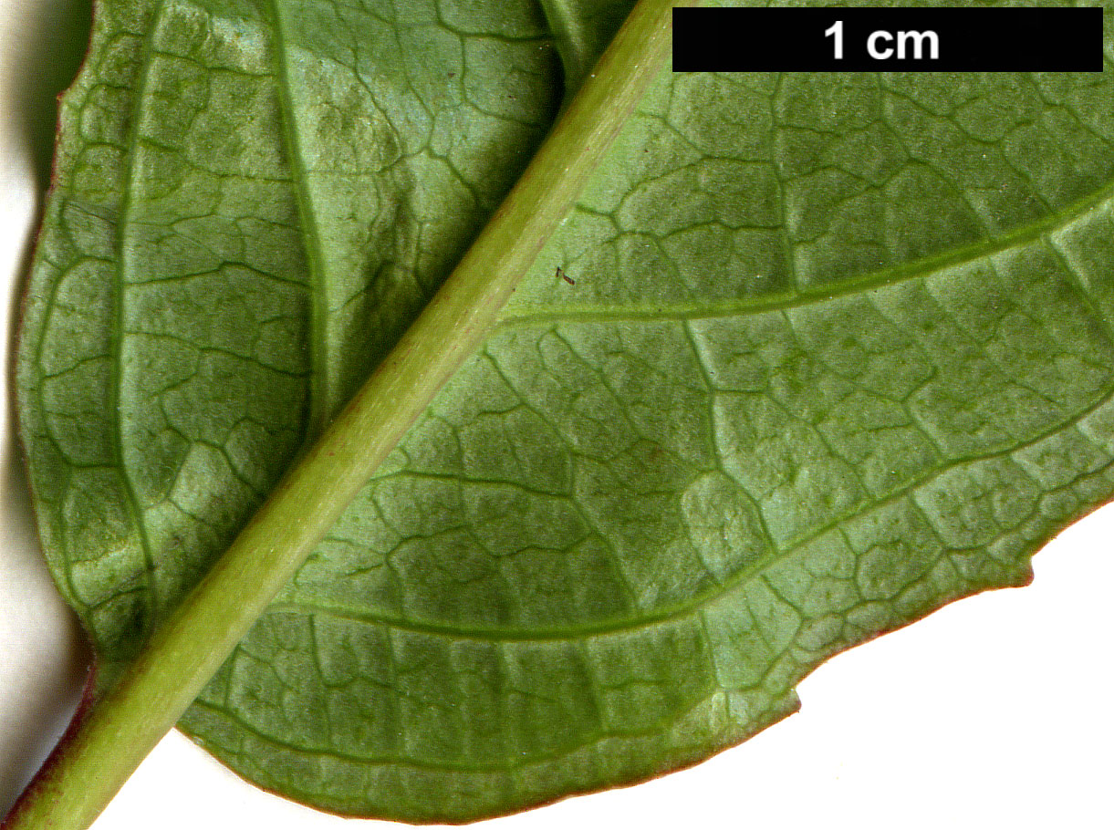 High resolution image: Family: Caprifoliaceae - Genus: Diervilla - Taxon: lonicera