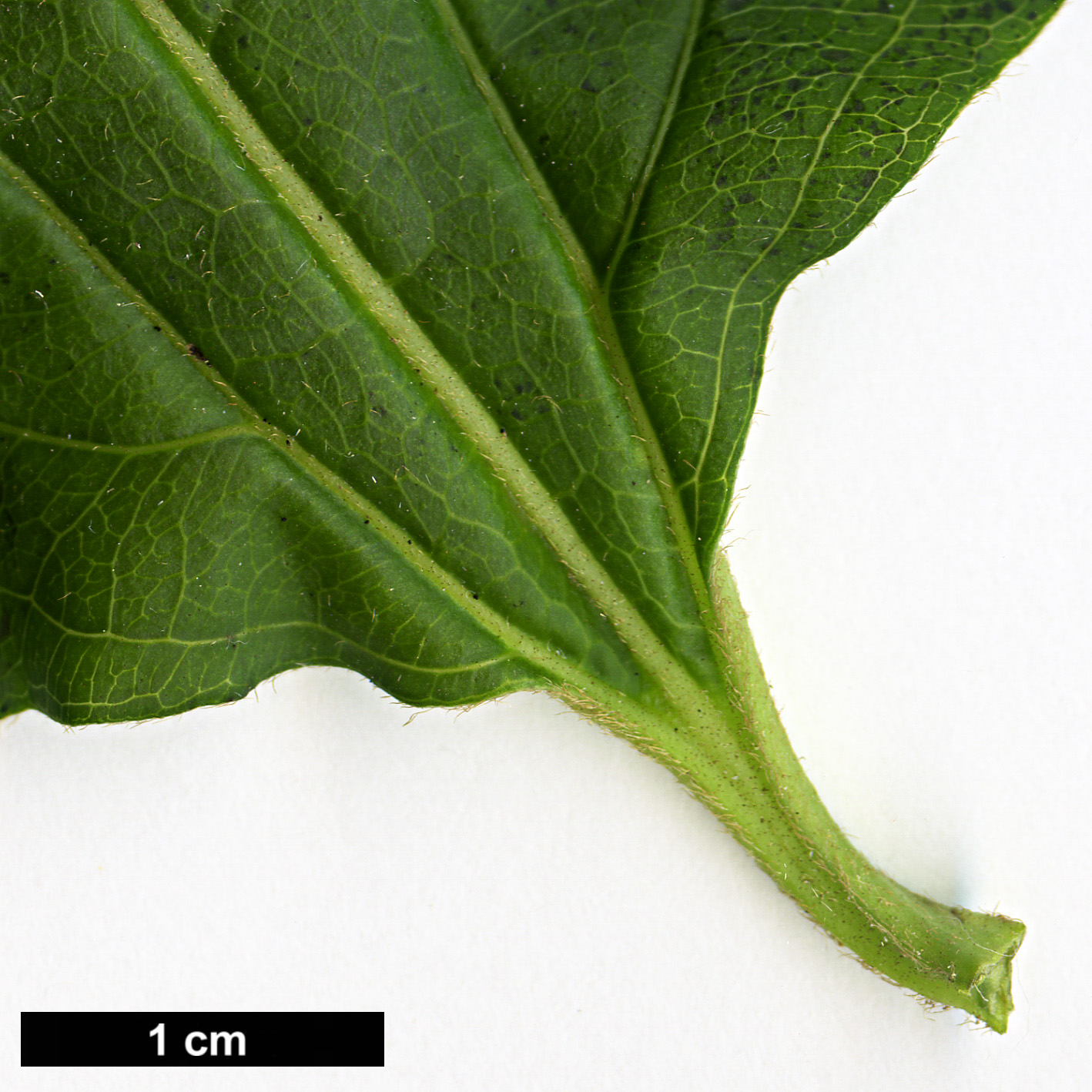 High resolution image: Family: Caprifoliaceae - Genus: Heptacodium - Taxon: miconioides