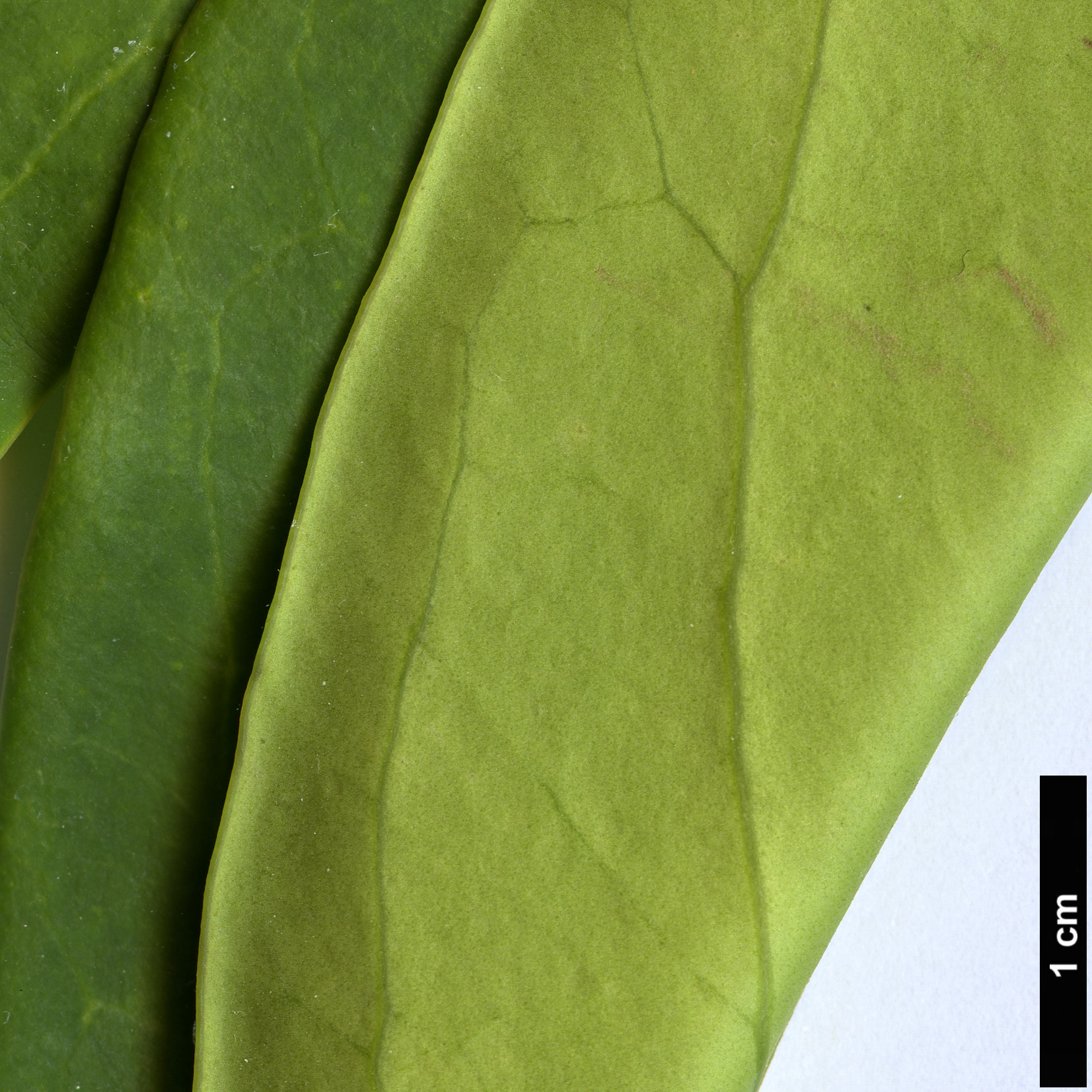 High resolution image: Family: Cardiopteridaceae - Genus: Citronella - Taxon: paniculata