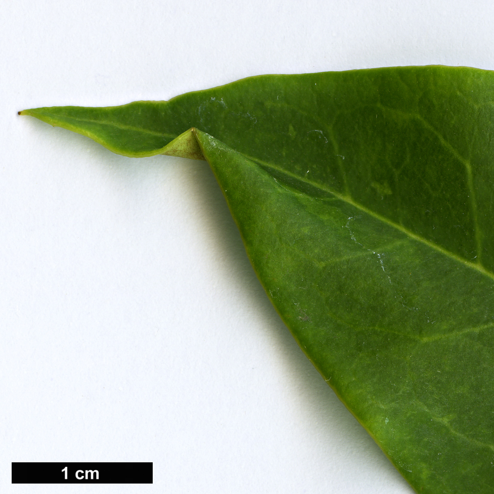 High resolution image: Family: Cardiopteridaceae - Genus: Citronella - Taxon: paniculata