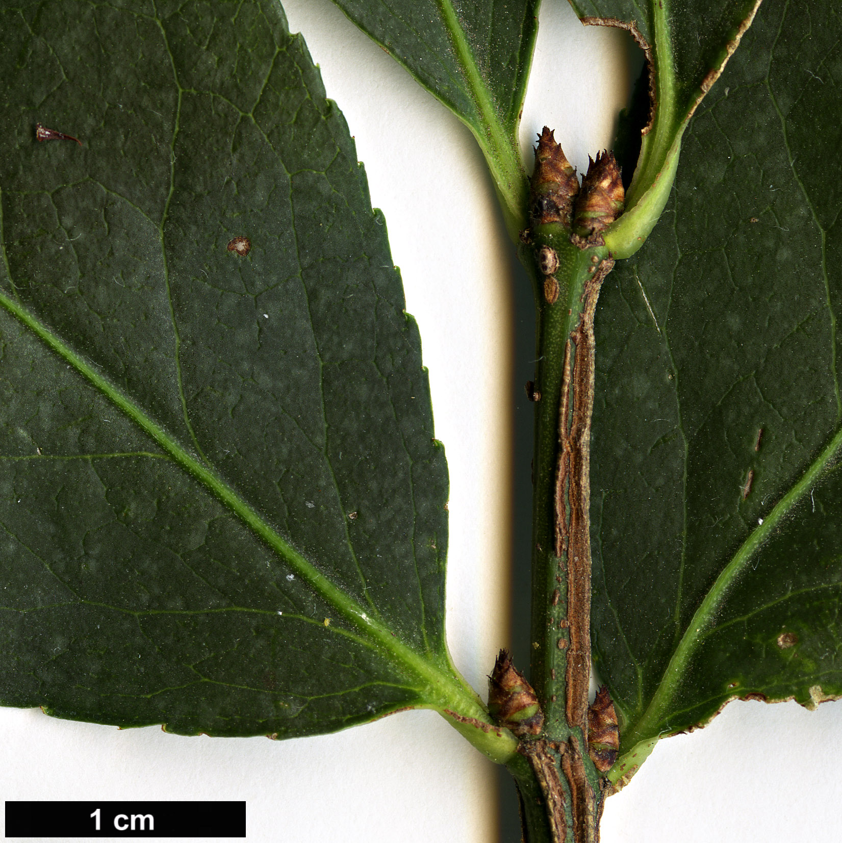 High resolution image: Family: Celastraceae - Genus: Euonymus - Taxon: alatus