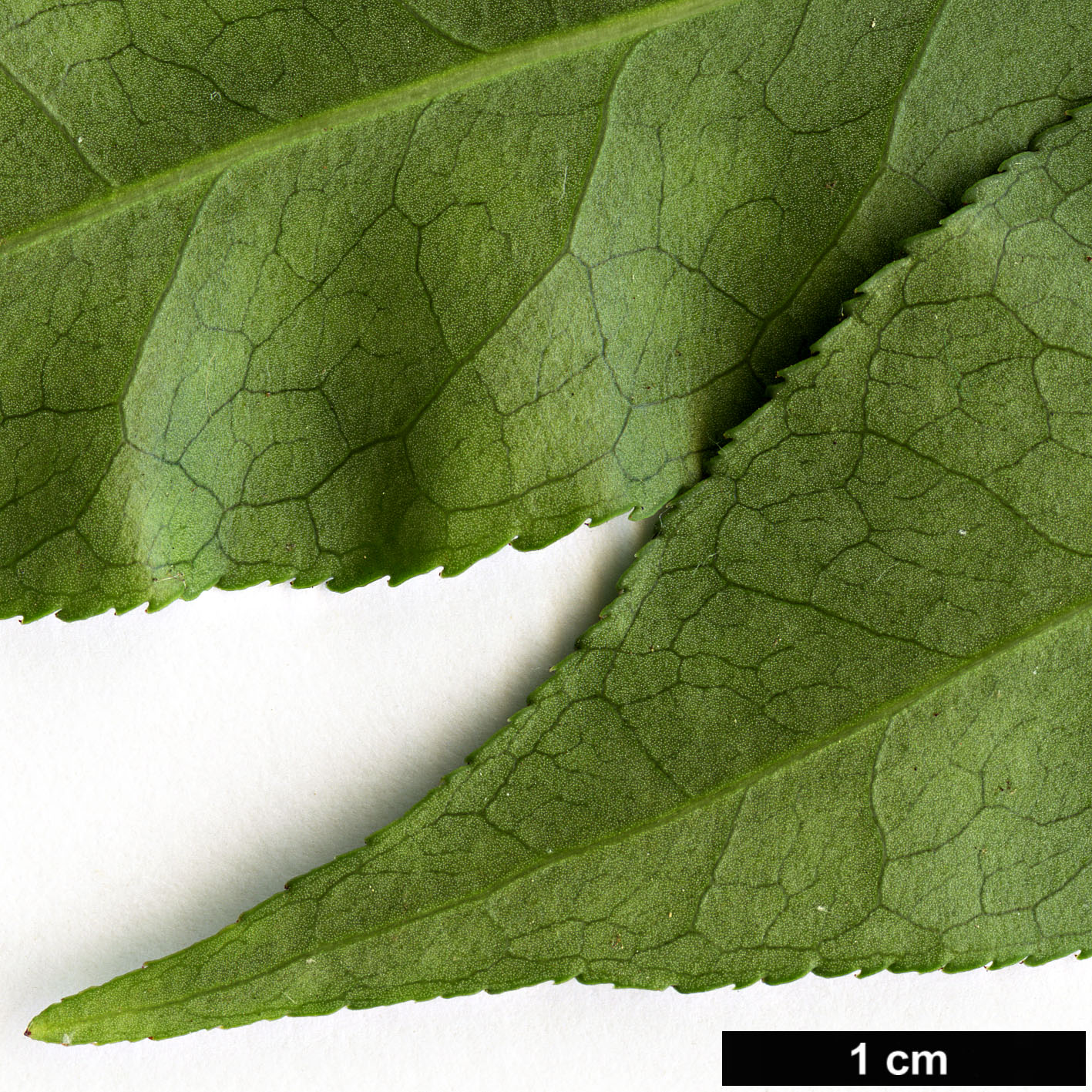 High resolution image: Family: Celastraceae - Genus: Euonymus - Taxon: alatus