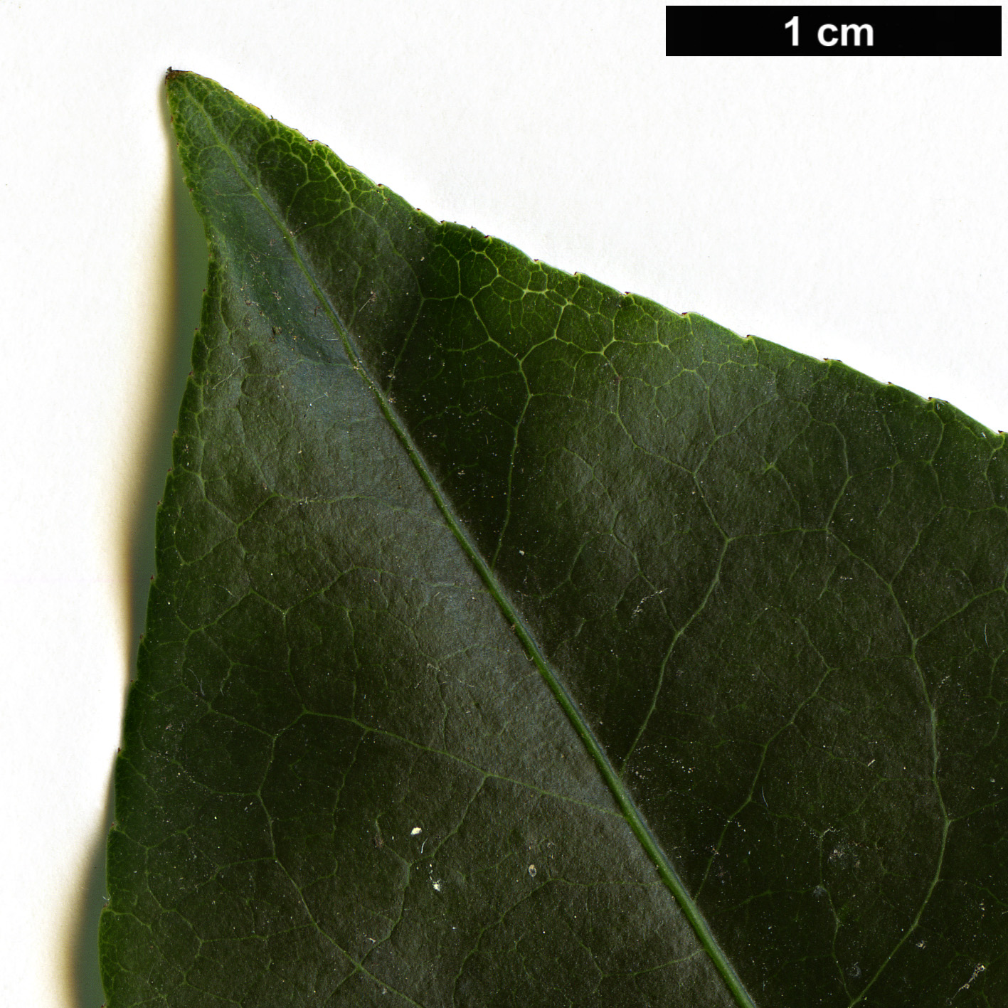 High resolution image: Family: Celastraceae - Genus: Euonymus - Taxon: carnosus