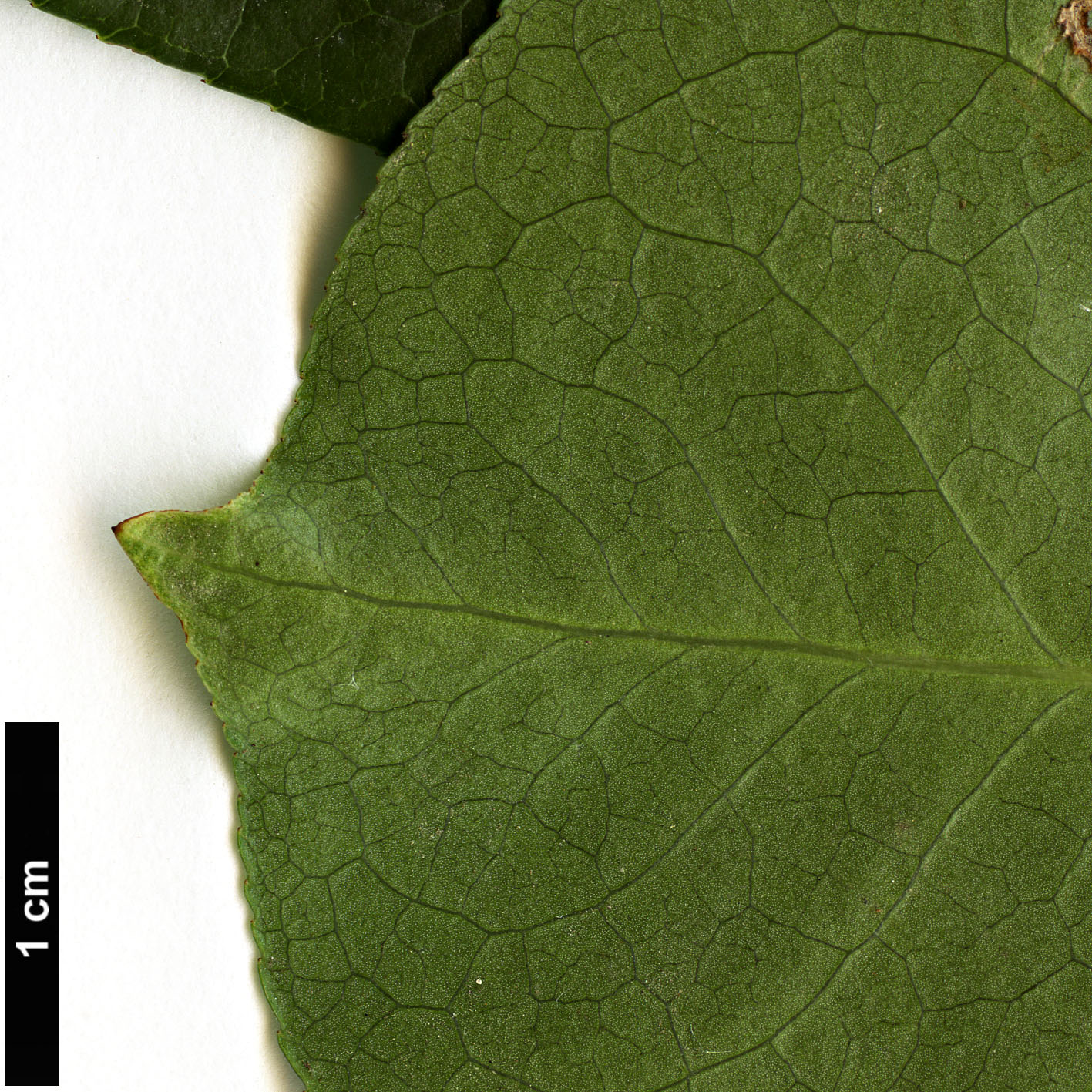 High resolution image: Family: Celastraceae - Genus: Euonymus - Taxon: carnosus