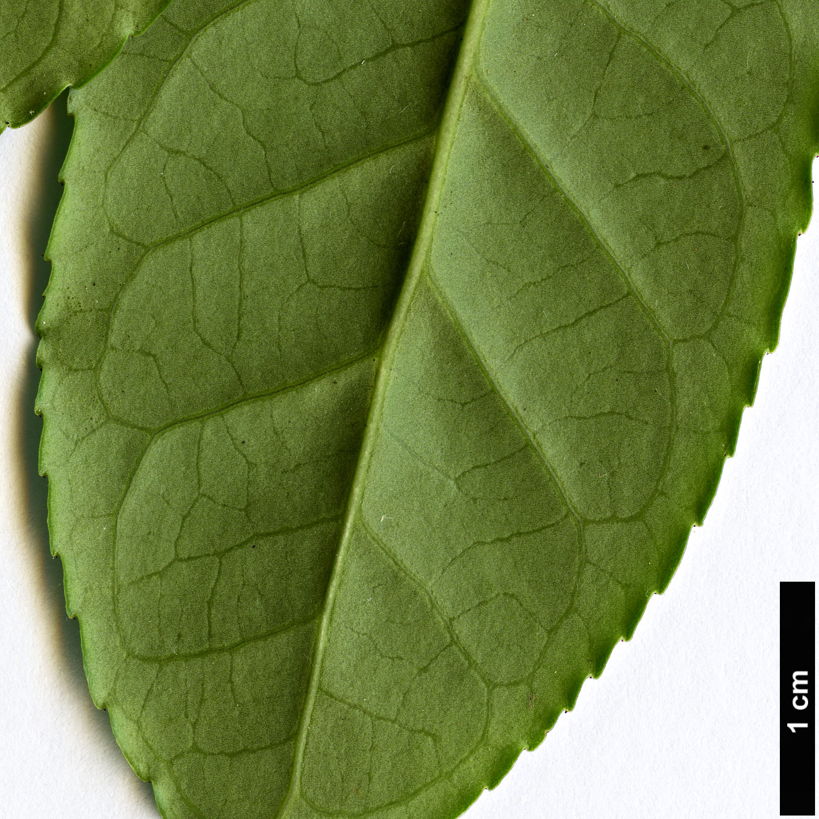 High resolution image: Family: Celastraceae - Genus: Euonymus - Taxon: frigidus