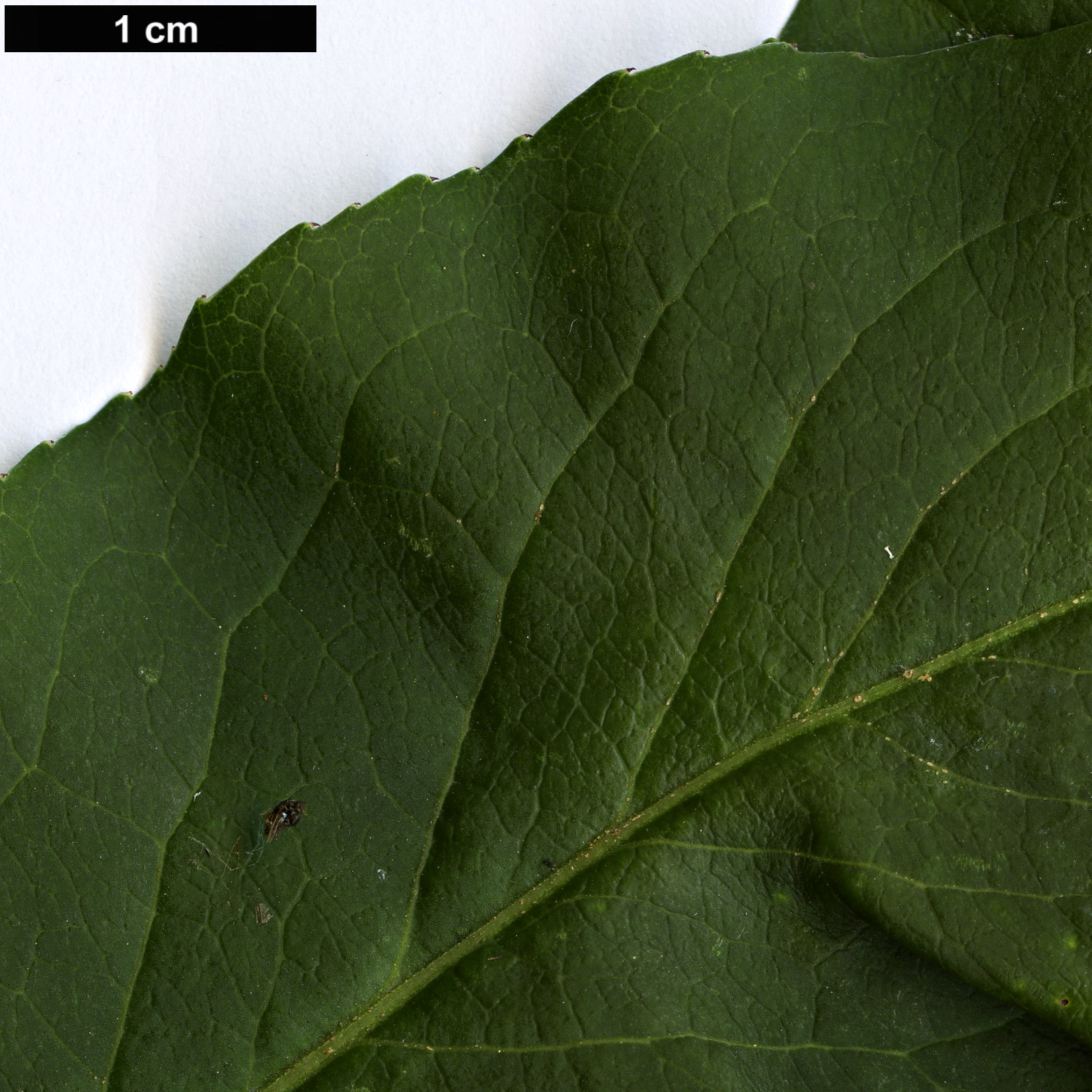 High resolution image: Family: Celastraceae - Genus: Euonymus - Taxon: hamiltonianus