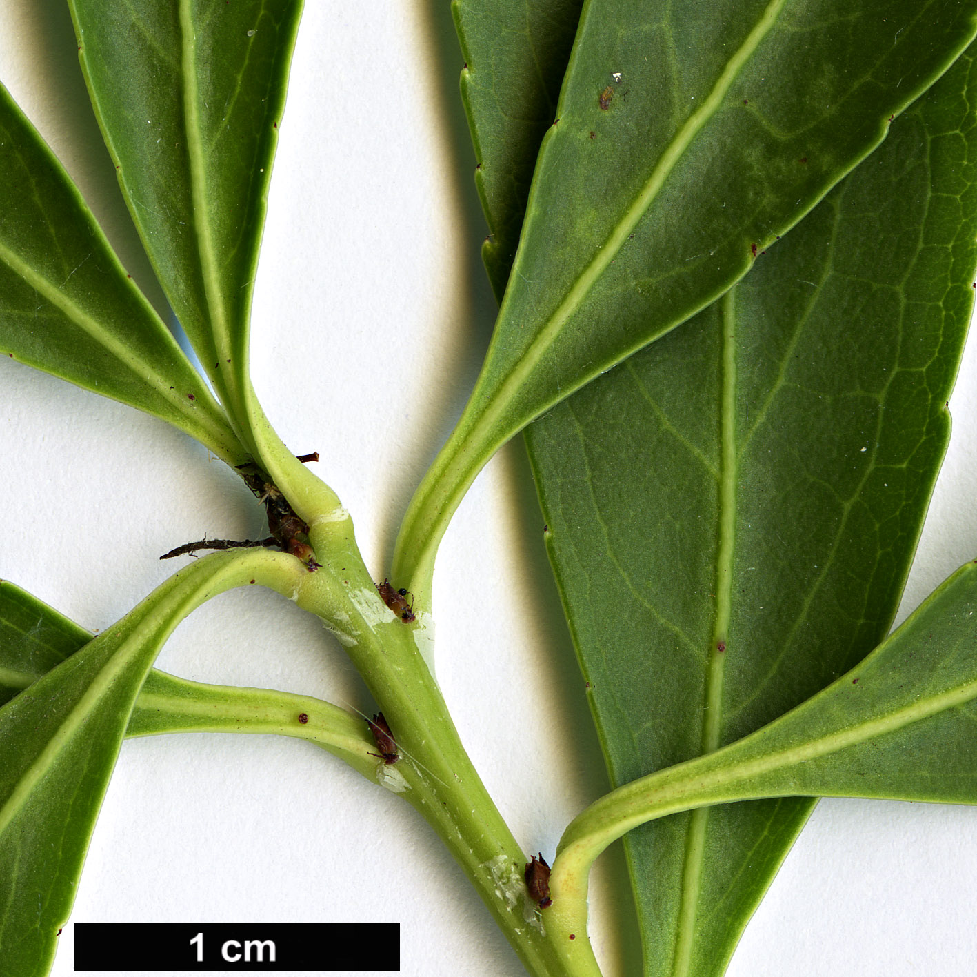 High resolution image: Family: Celastraceae - Genus: Euonymus - Taxon: huangii - SpeciesSub: WAIT