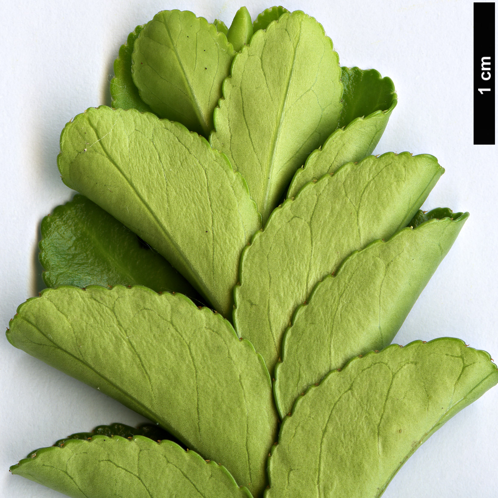 High resolution image: Family: Celastraceae - Genus: Euonymus - Taxon: japonicus - SpeciesSub: ’Benkomasaki’