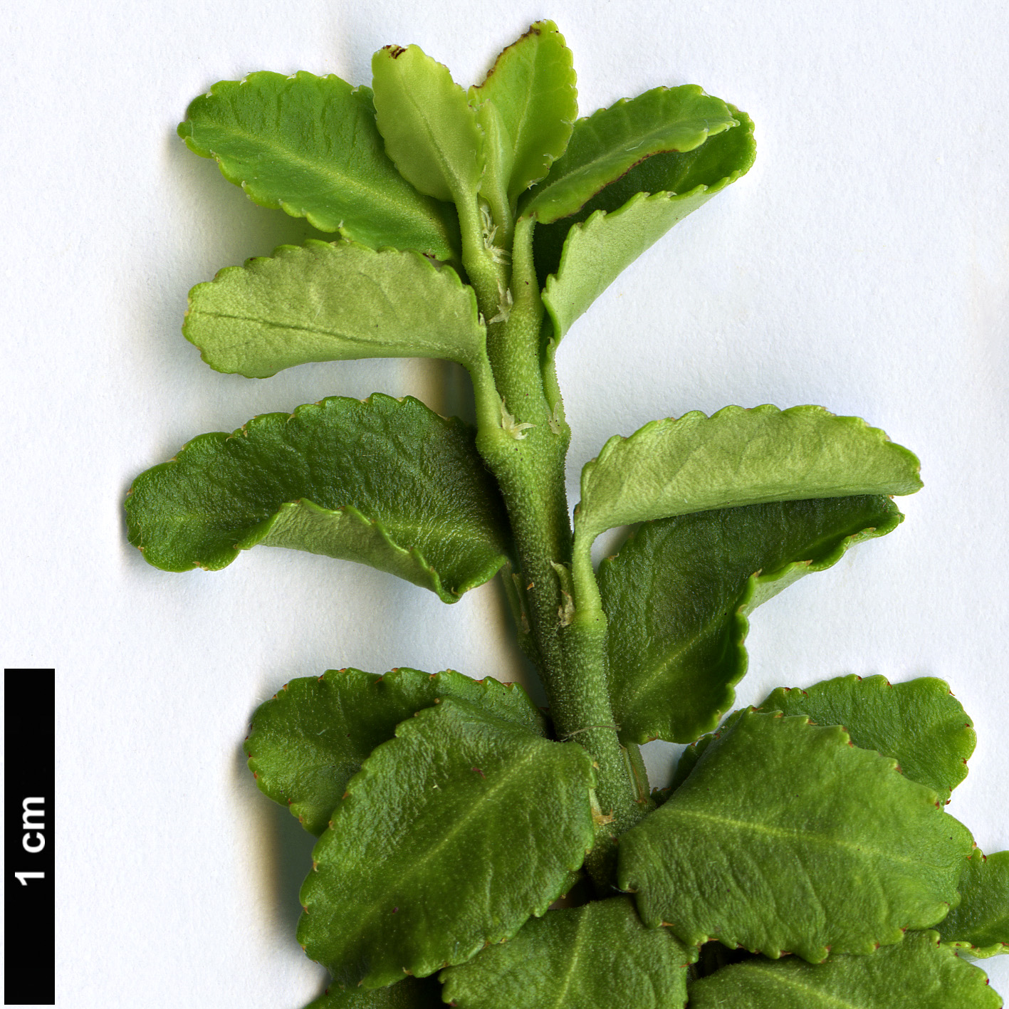 High resolution image: Family: Celastraceae - Genus: Euonymus - Taxon: japonicus - SpeciesSub: ’Rykoyo’