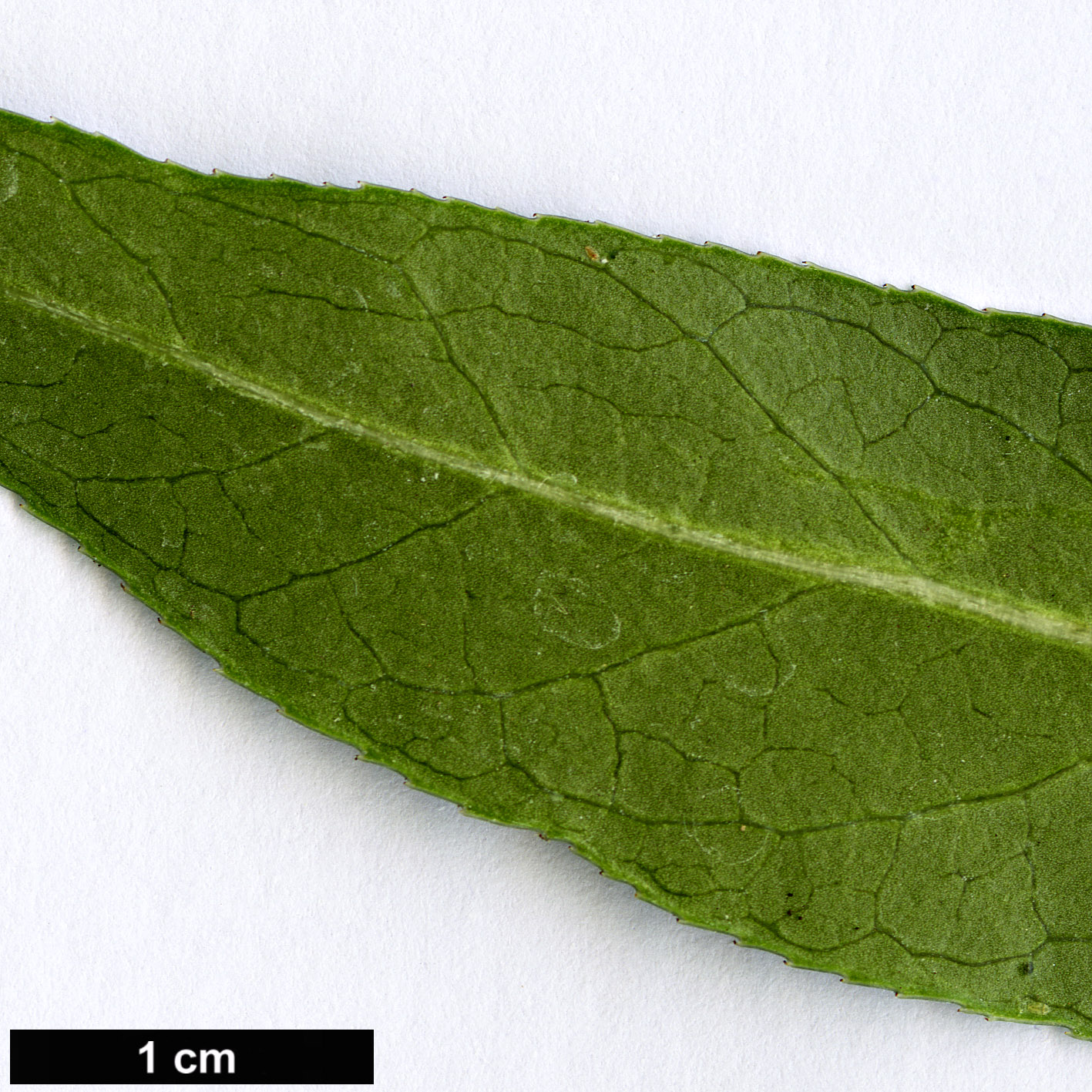 High resolution image: Family: Celastraceae - Genus: Euonymus - Taxon: lanceolatus