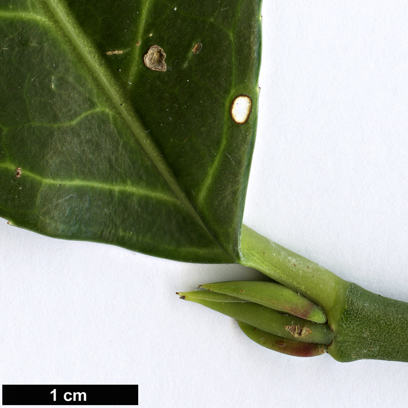 High resolution image: Family: Celastraceae - Genus: Euonymus - Taxon: lanceolatus