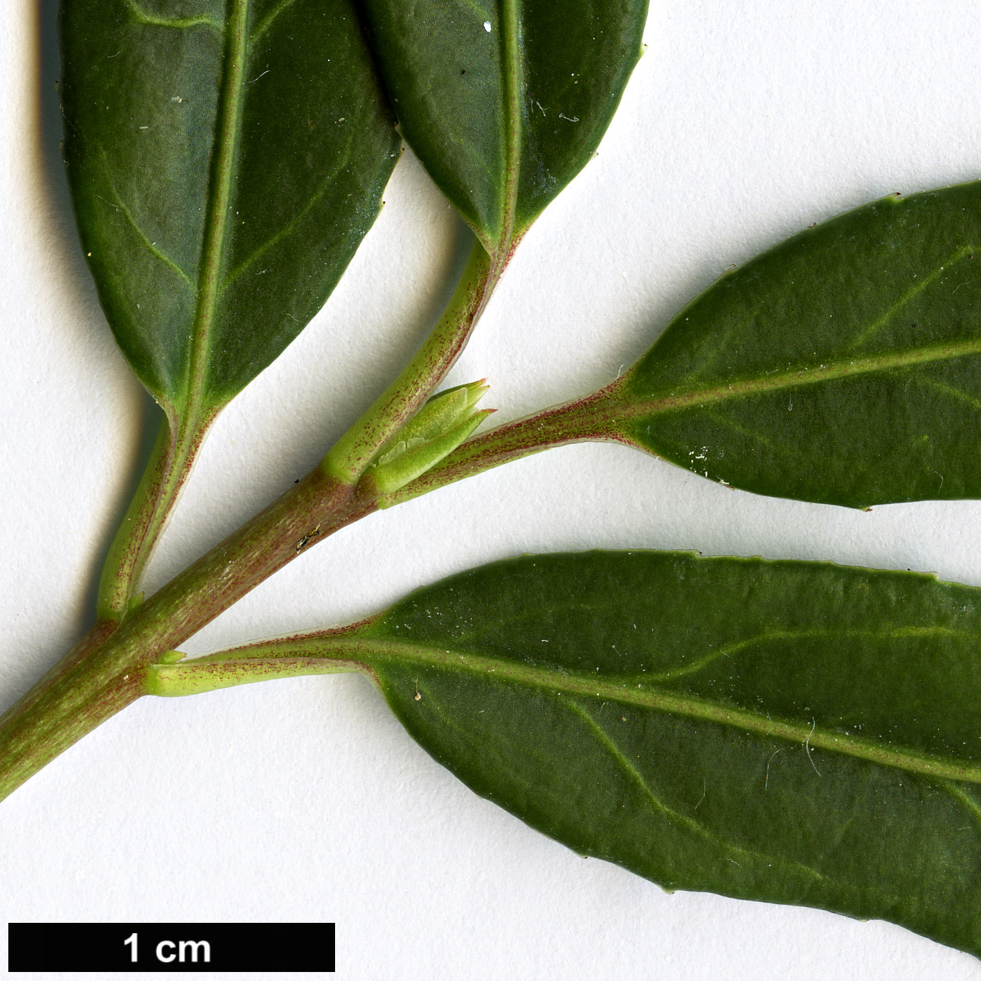 High resolution image: Family: Celastraceae - Genus: Euonymus - Taxon: laxiflorus