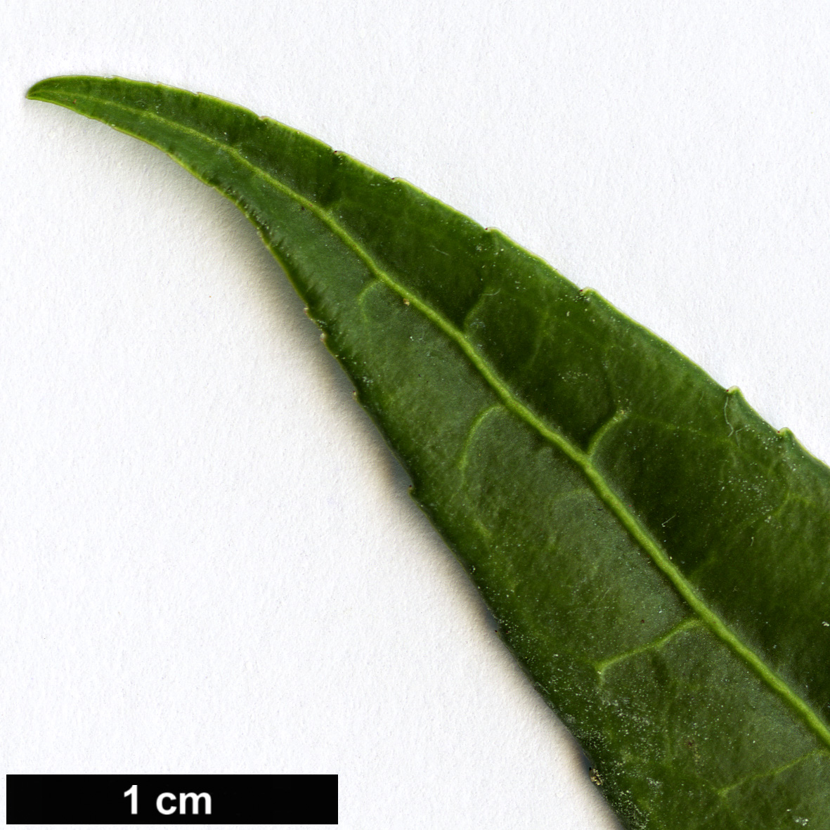 High resolution image: Family: Celastraceae - Genus: Euonymus - Taxon: laxiflorus