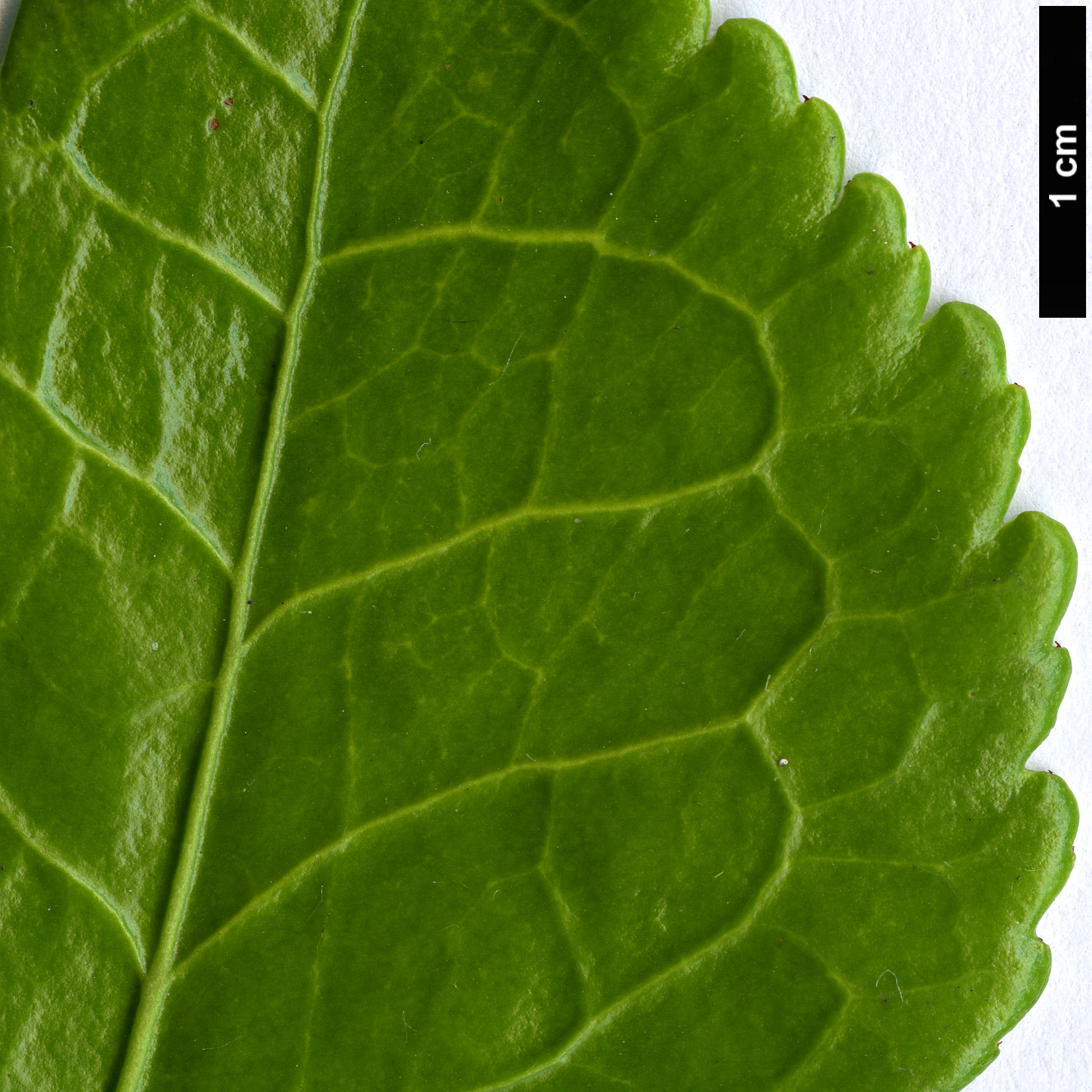 High resolution image: Family: Celastraceae - Genus: Euonymus - Taxon: laxiflorus - SpeciesSub: WAIT