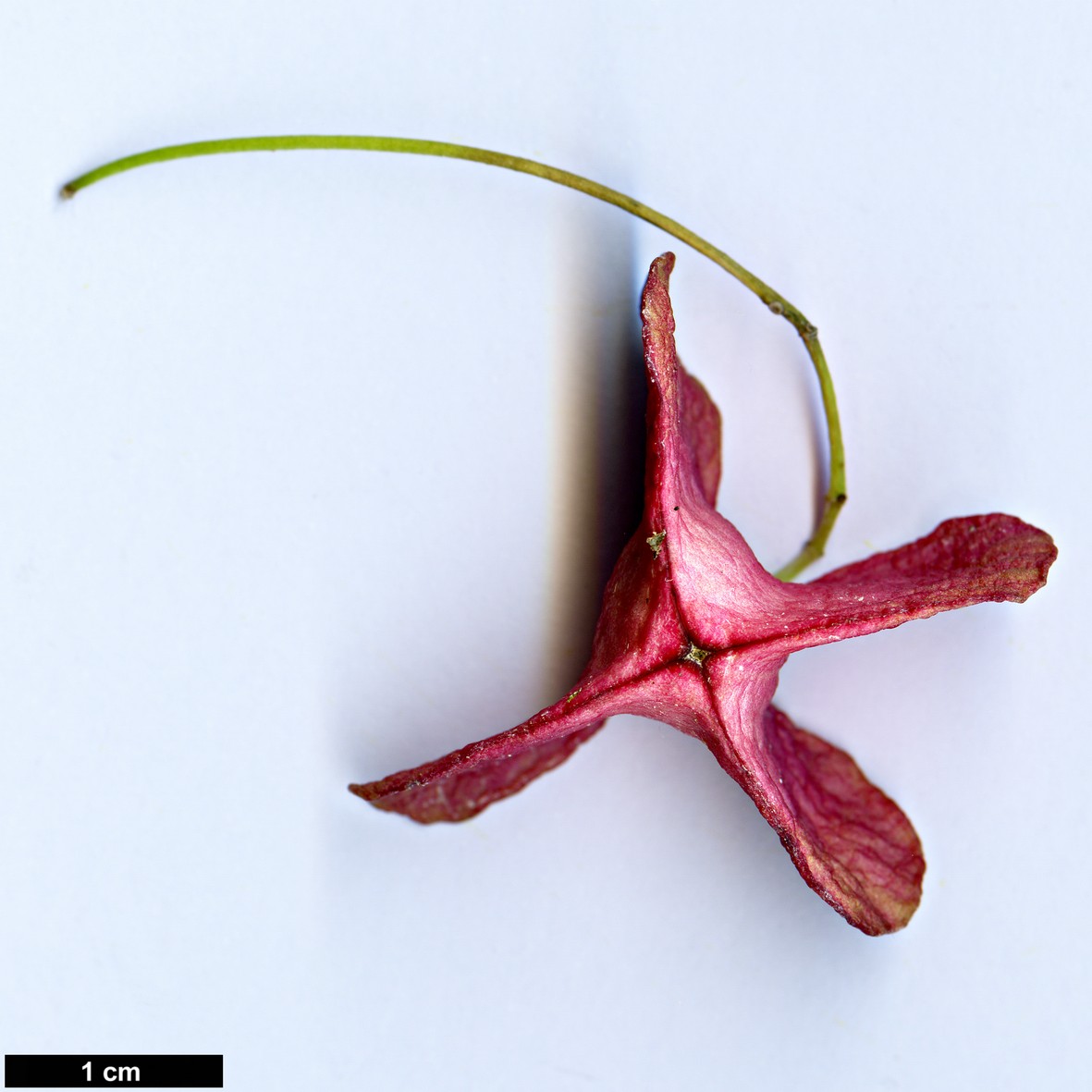 High resolution image: Family: Celastraceae - Genus: Euonymus - Taxon: leiophoeus