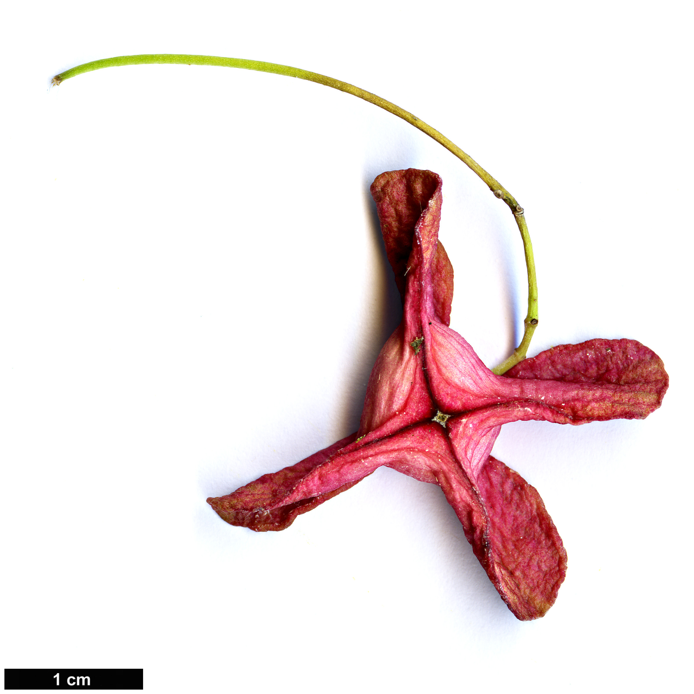 High resolution image: Family: Celastraceae - Genus: Euonymus - Taxon: leiophoeus