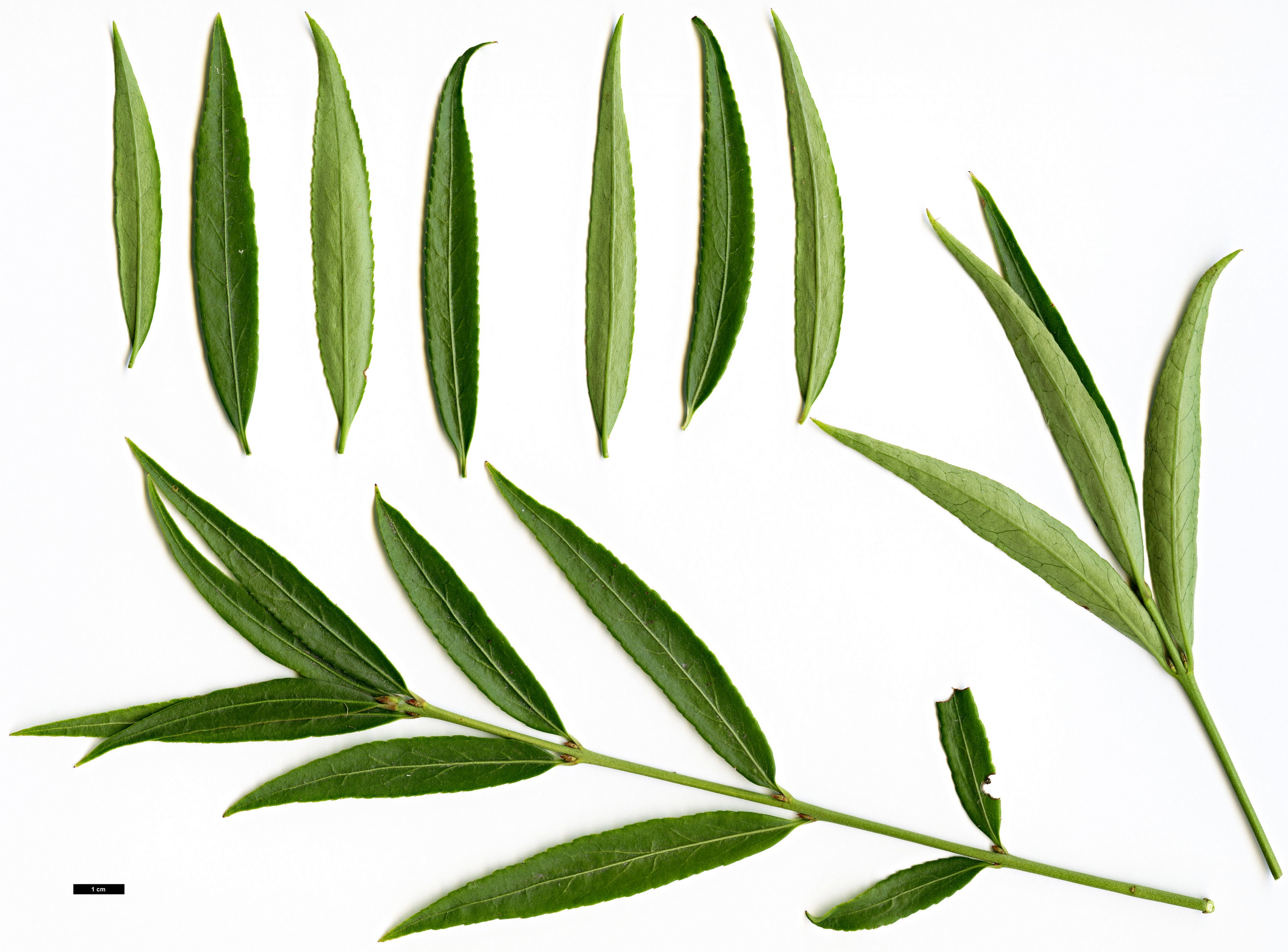 High resolution image: Family: Celastraceae - Genus: Euonymus - Taxon: leonsata
