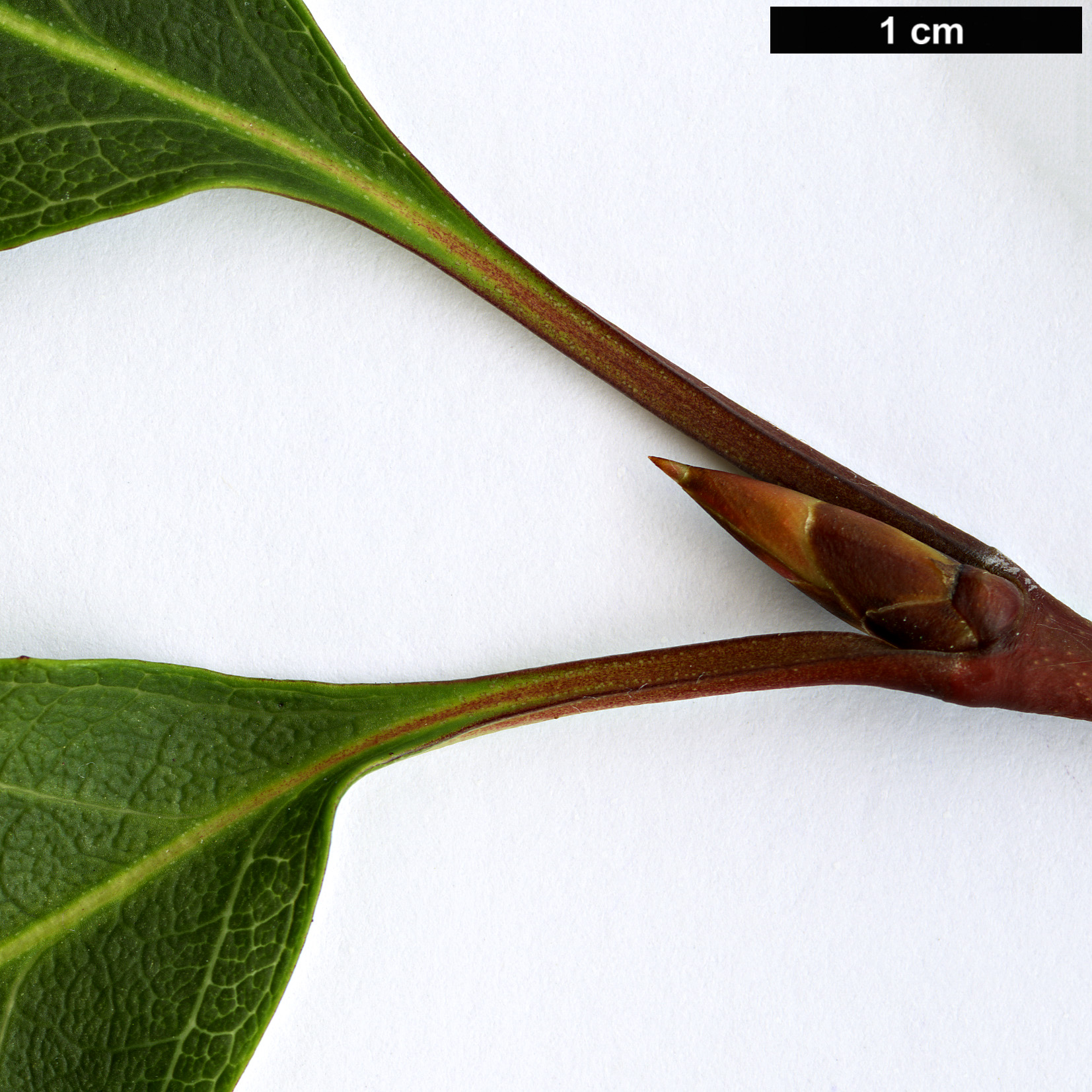 High resolution image: Family: Celastraceae - Genus: Euonymus - Taxon: monbeigii