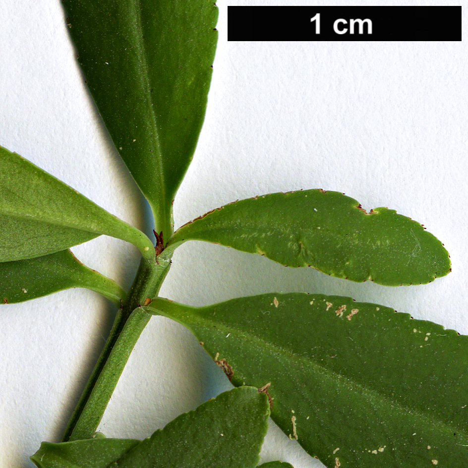 High resolution image: Family: Celastraceae - Genus: Euonymus - Taxon: nanoides