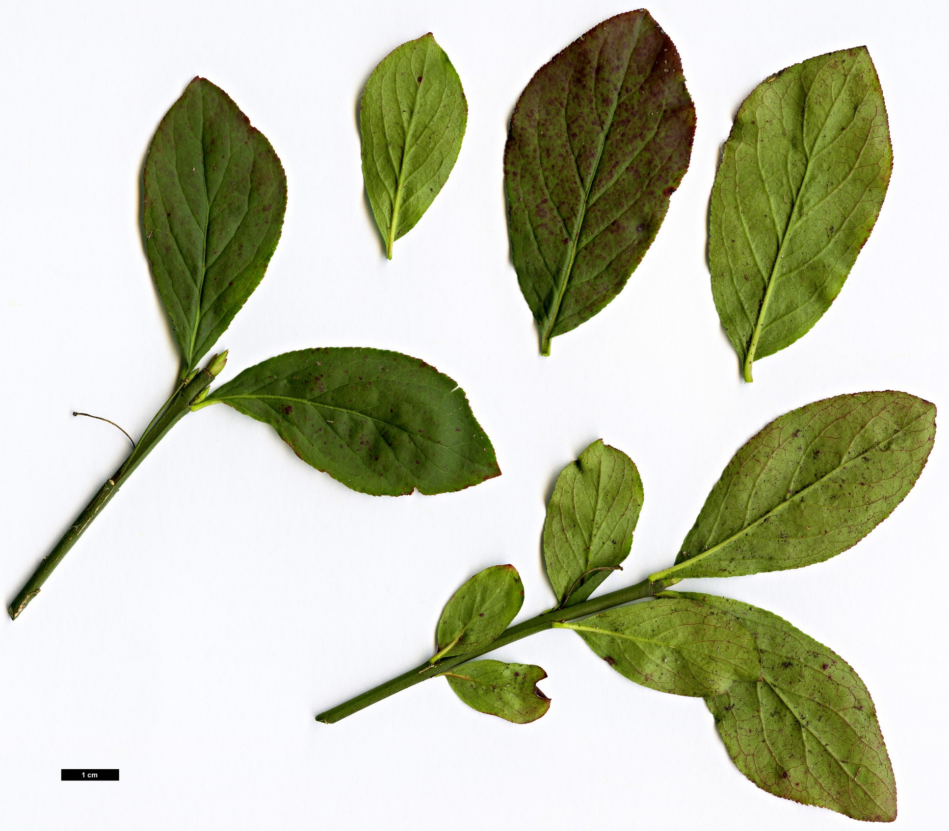High resolution image: Family: Celastraceae - Genus: Euonymus - Taxon: obovatus