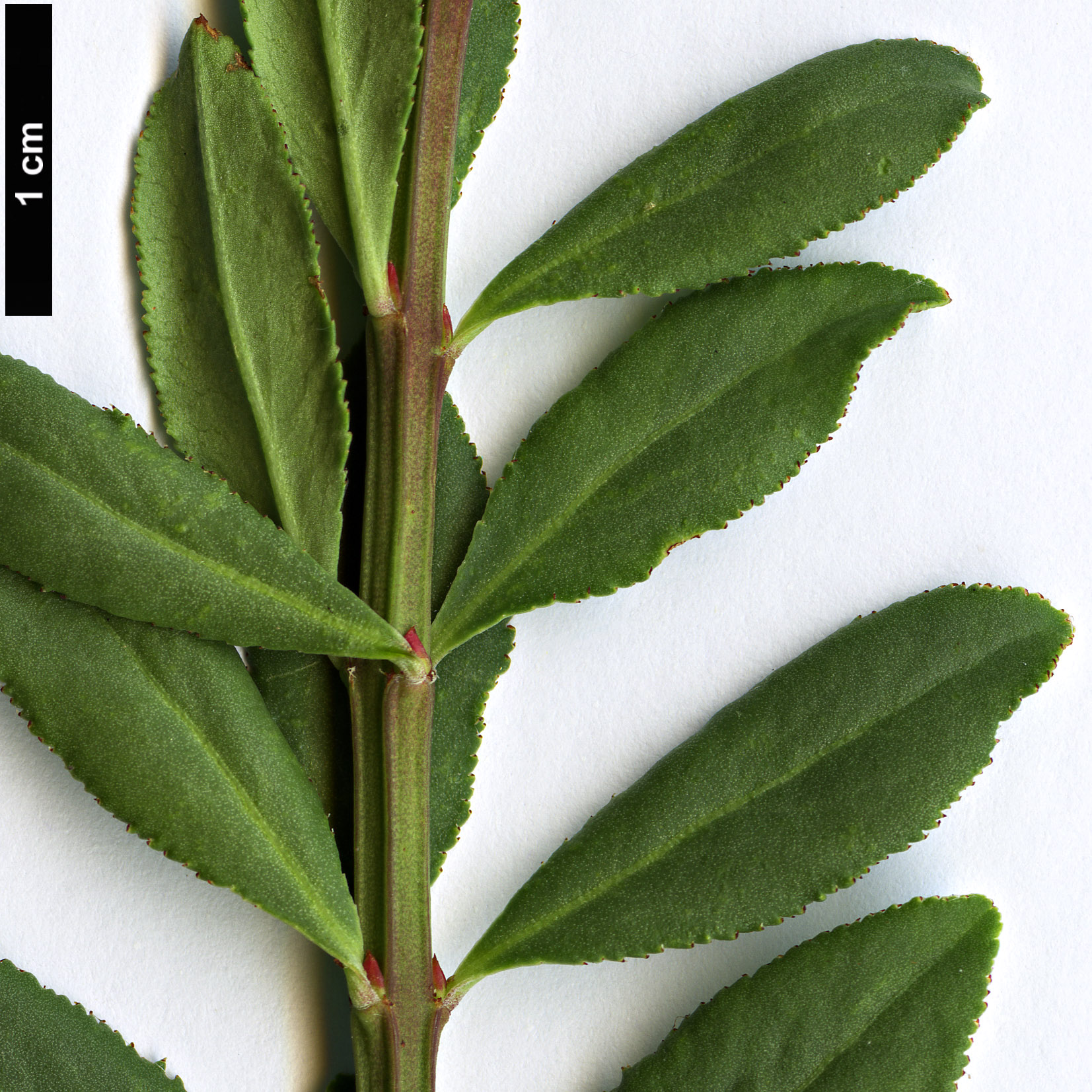 High resolution image: Family: Celastraceae - Genus: Euonymus - Taxon: oresbius