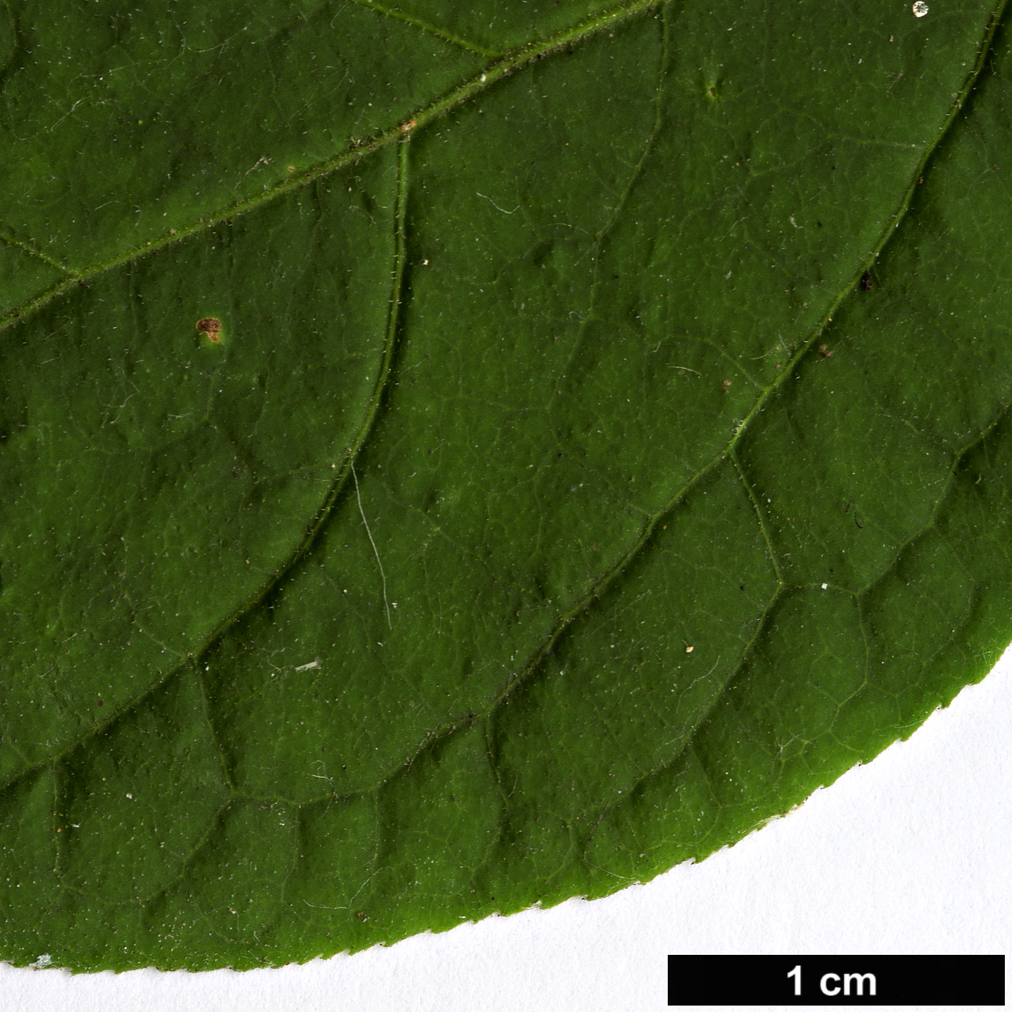 High resolution image: Family: Celastraceae - Genus: Euonymus - Taxon: pauciflorus