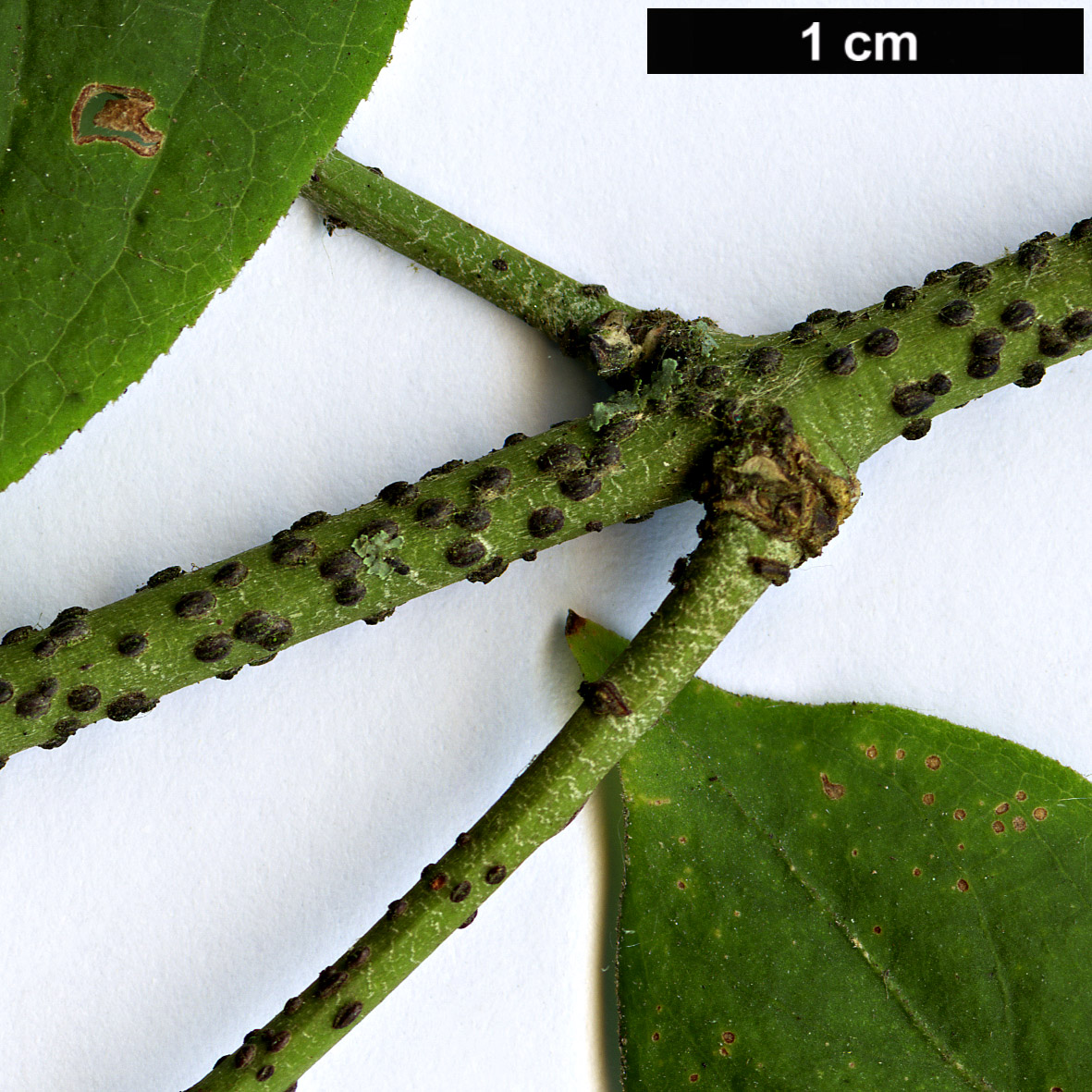 High resolution image: Family: Celastraceae - Genus: Euonymus - Taxon: pauciflorus