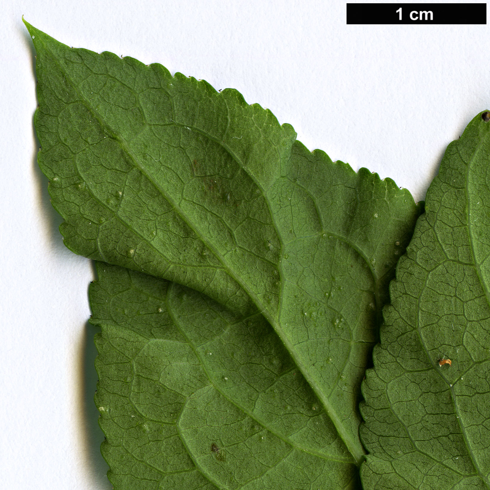 High resolution image: Family: Celastraceae - Genus: Euonymus - Taxon: phellomanus