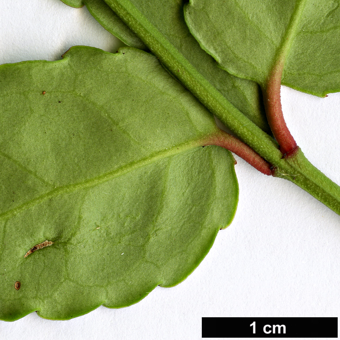 High resolution image: Family: Celastraceae - Genus: Euonymus - Taxon: porphyreus