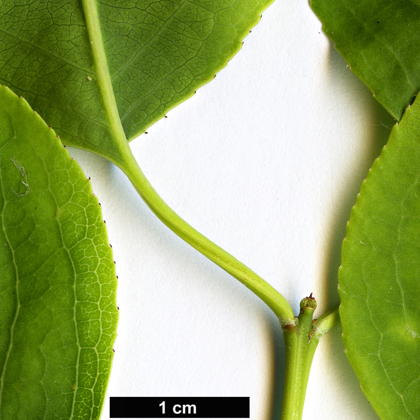 High resolution image: Family: Celastraceae - Genus: Euonymus - Taxon: quelpaertensis