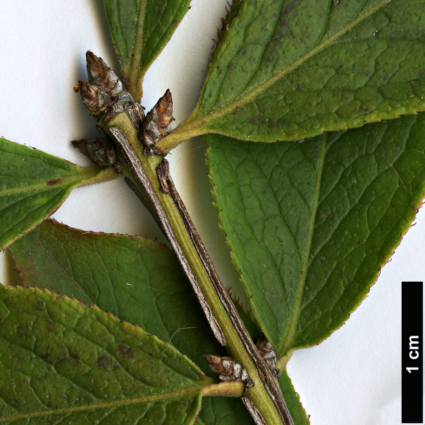 High resolution image: Family: Celastraceae - Genus: Euonymus - Taxon: sacrosanctus