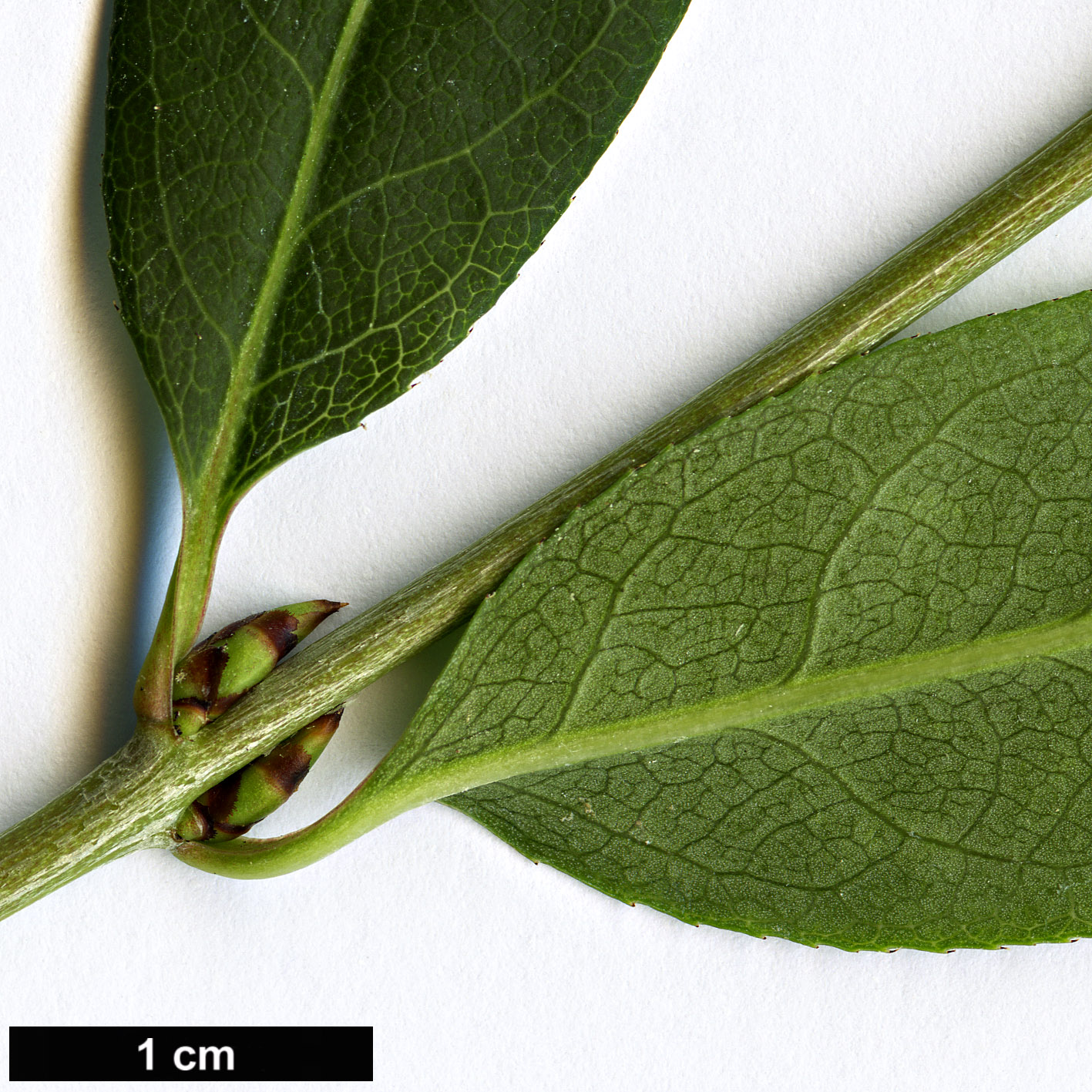 High resolution image: Family: Celastraceae - Genus: Euonymus - Taxon: schensianus