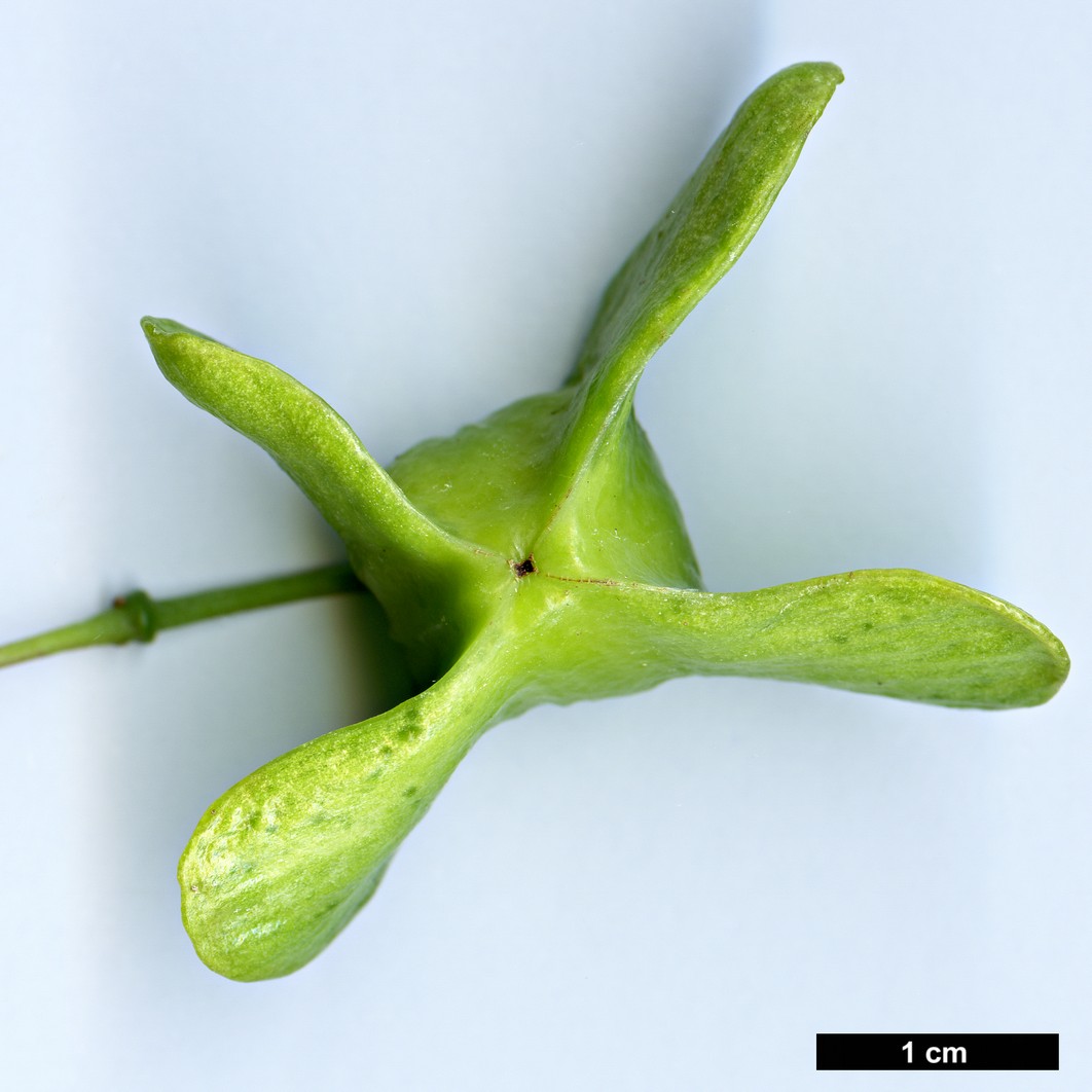 High resolution image: Family: Celastraceae - Genus: Euonymus - Taxon: schensianus
