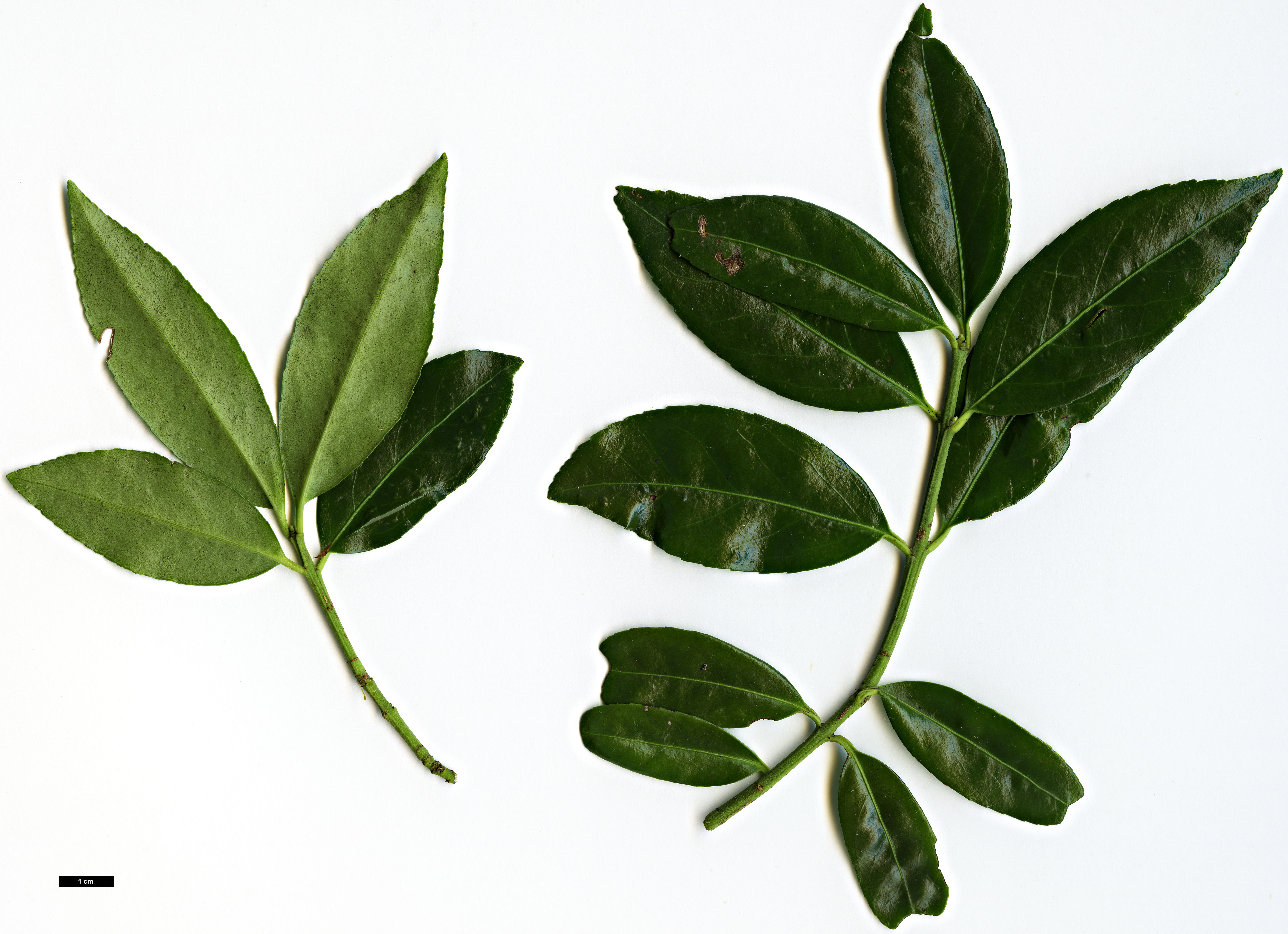 High resolution image: Family: Celastraceae - Genus: Euonymus - Taxon: spraguei
