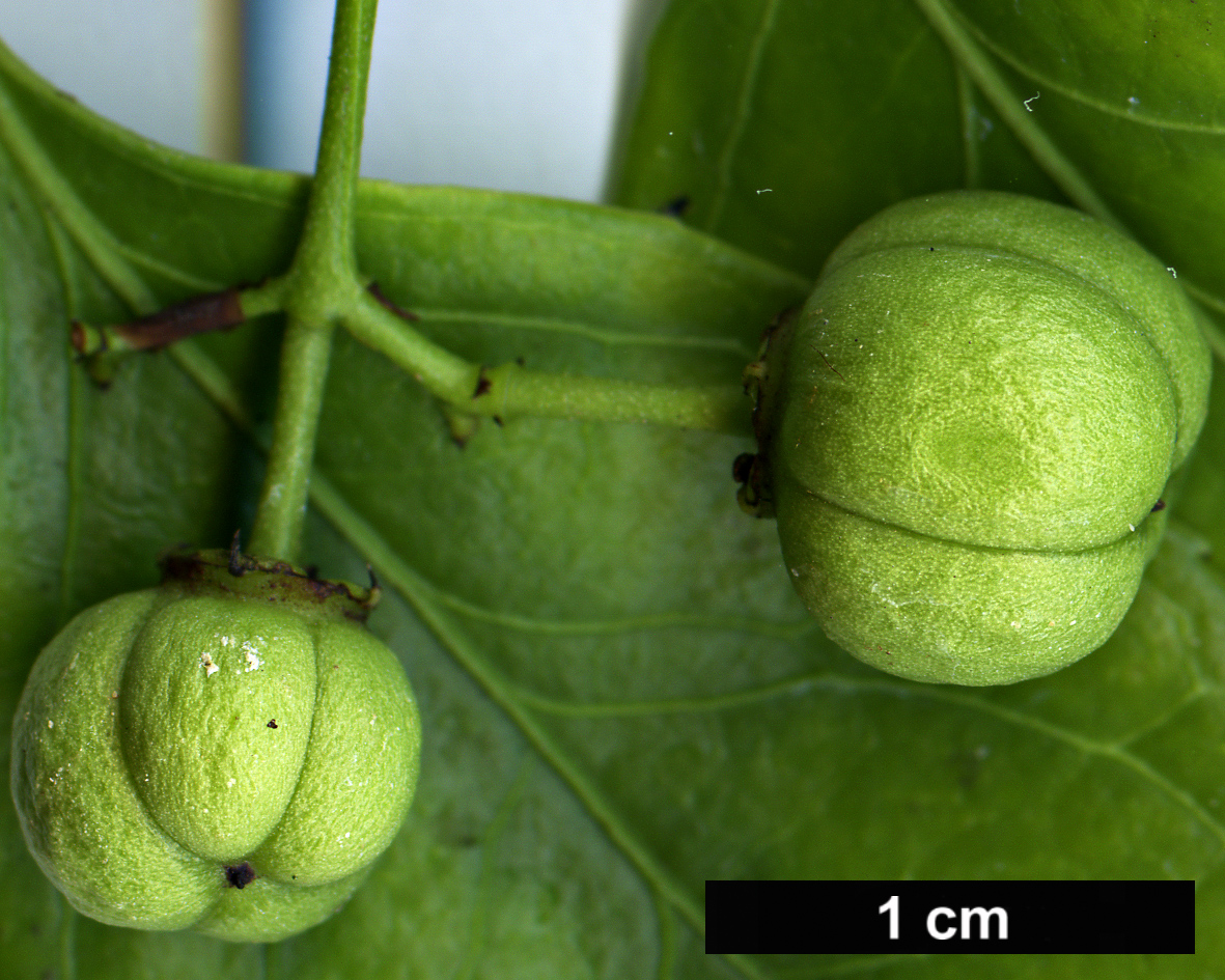 High resolution image: Family: Celastraceae - Genus: Euonymus - Taxon: tonkinensis
