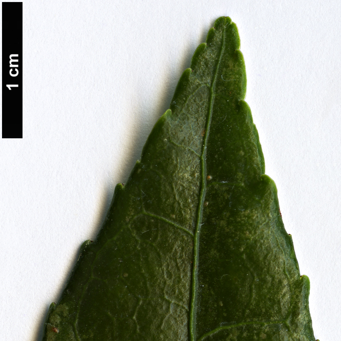 High resolution image: Family: Celastraceae - Genus: Euonymus - Taxon: tonkinensis