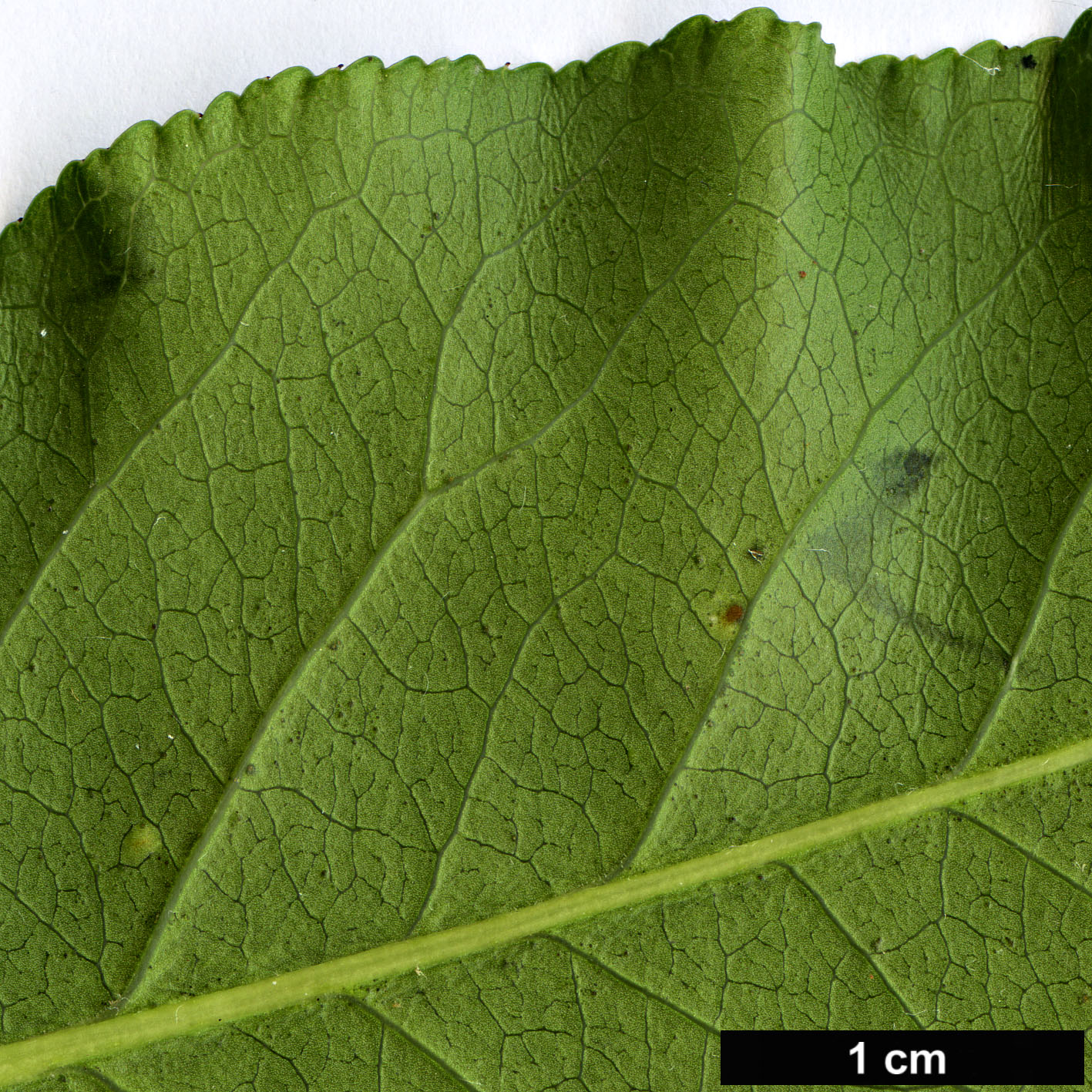 High resolution image: Family: Celastraceae - Genus: Euonymus - Taxon: trapococcus