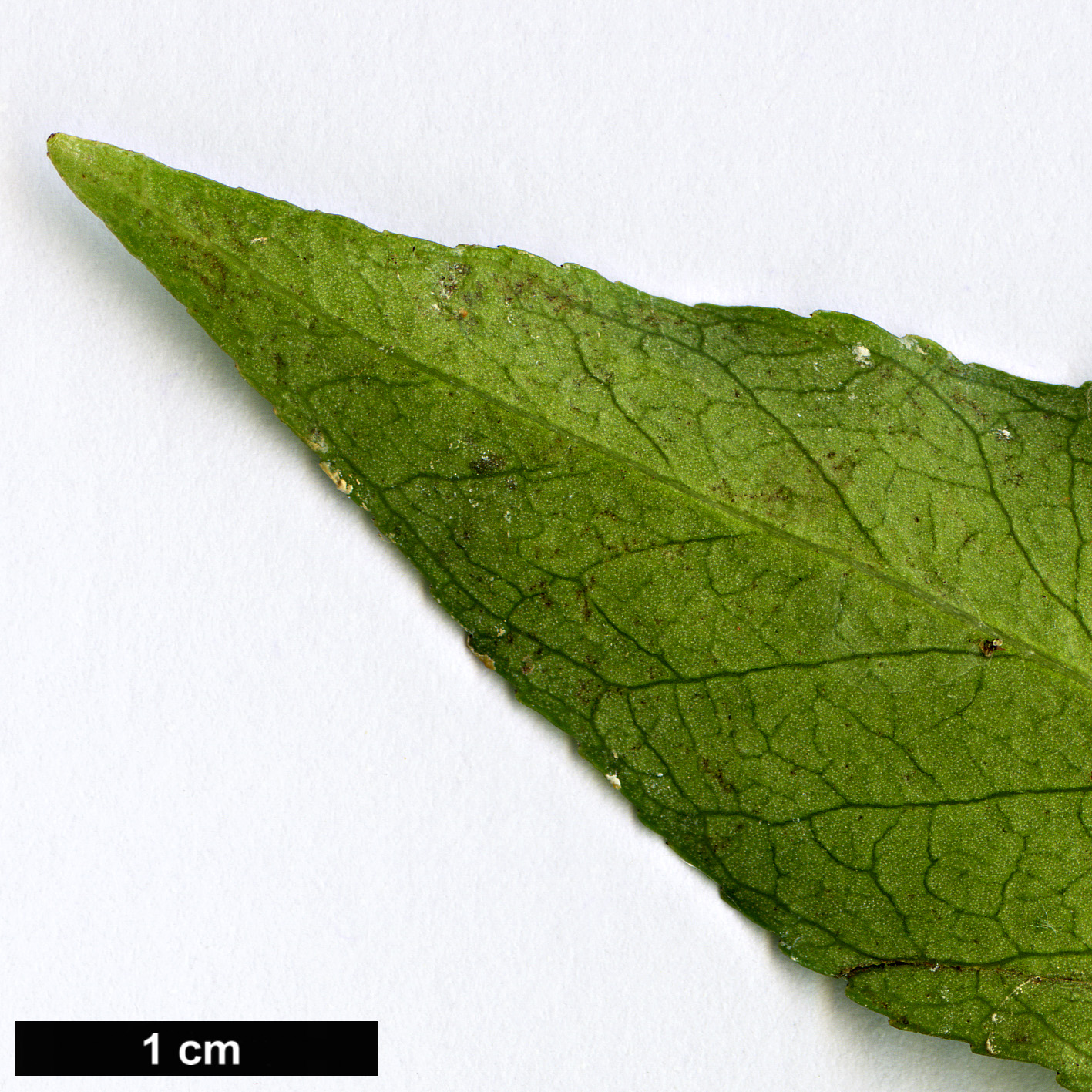 High resolution image: Family: Celastraceae - Genus: Euonymus - Taxon: verrucosoides